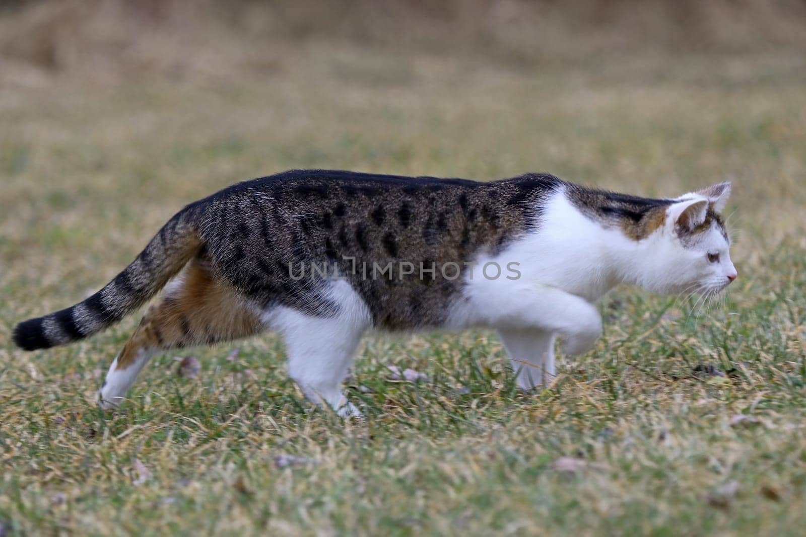 A young white and brown cat runs through the grass on the hunt