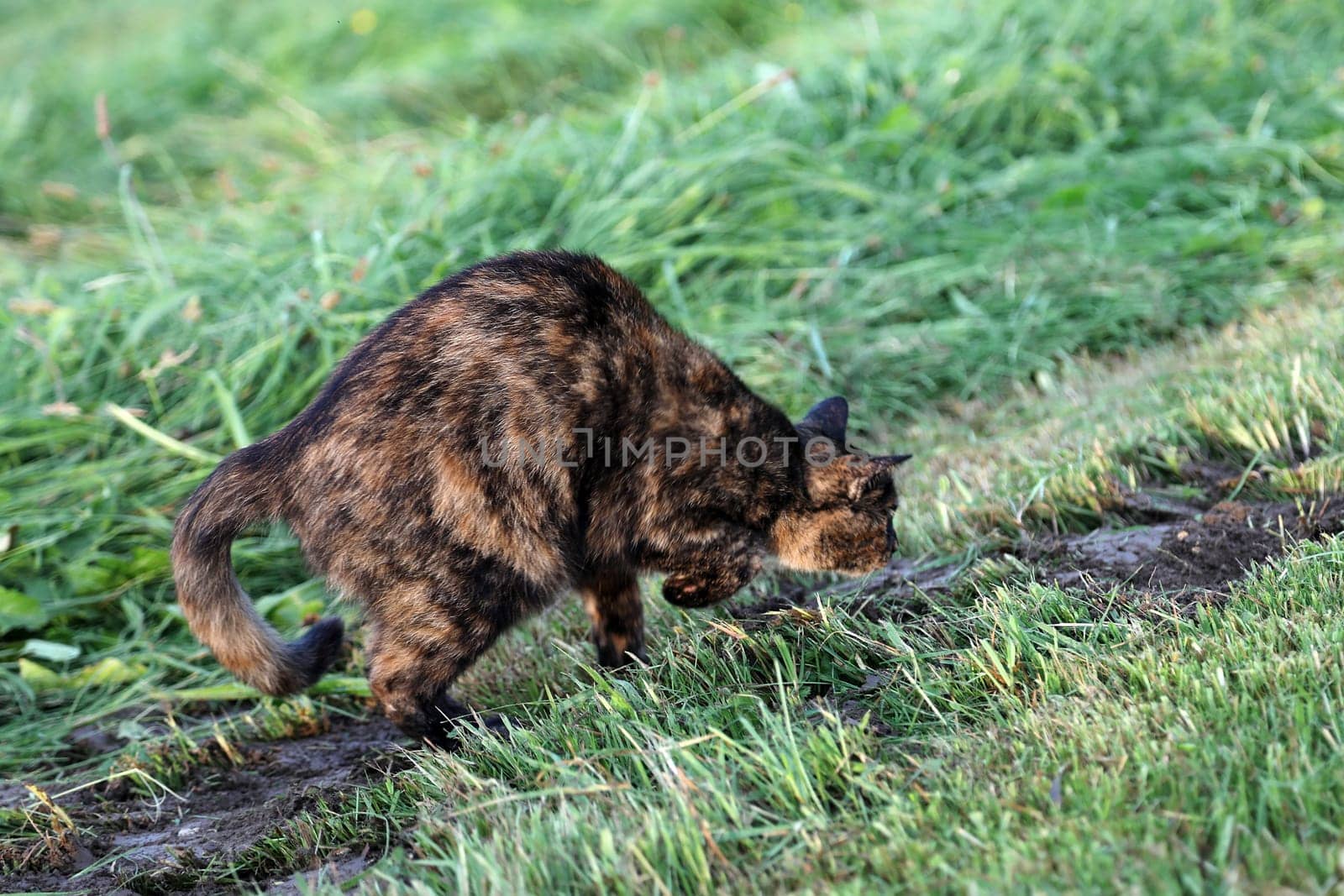 A tortoiseshell cat in the field hunting for a mouse hole