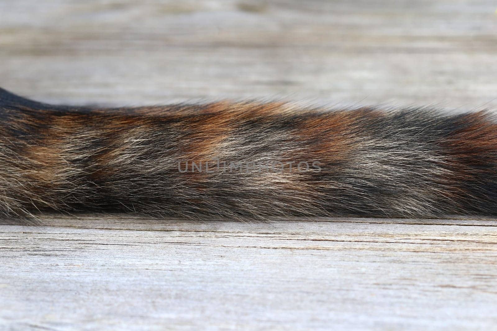 Close-up of the tail of a black-red-brown cat