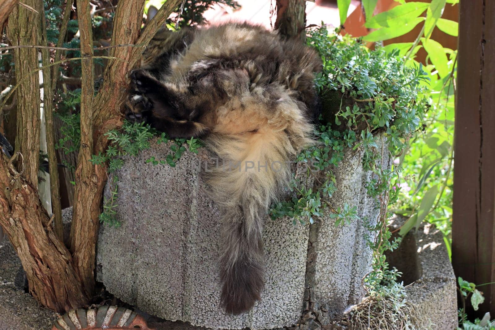 Funny photo of a Norwegian Forest Cat lying in a trough