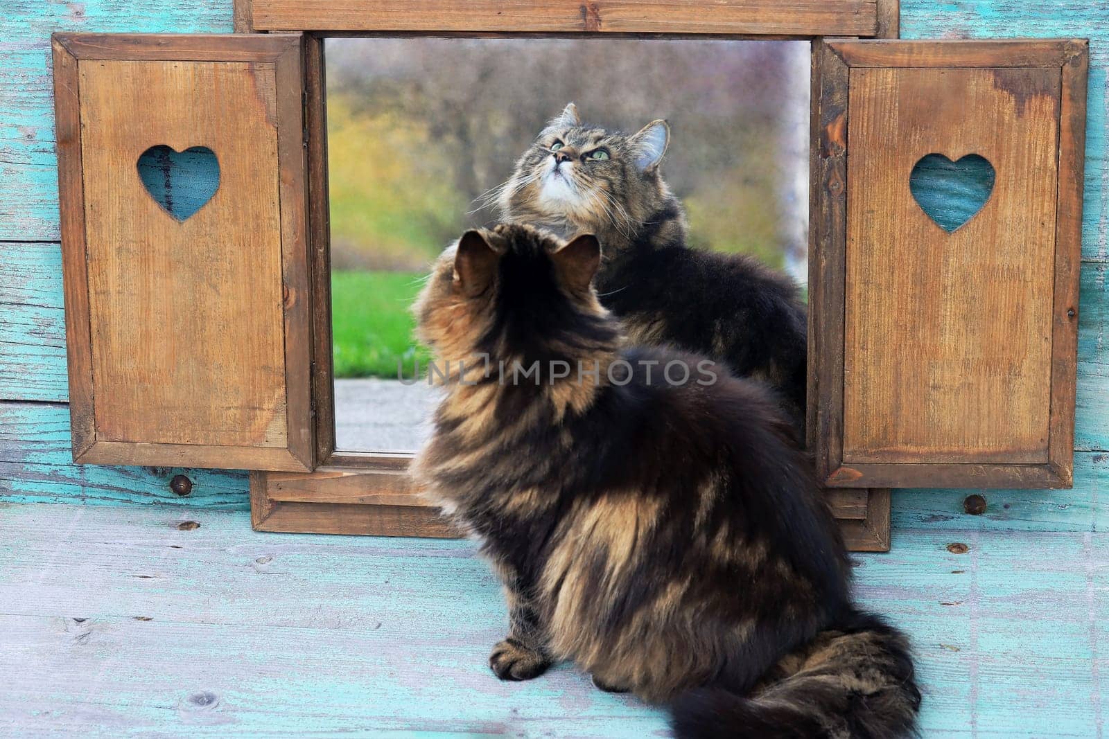 A pretty Norwegian Forest Cat looks at itself in the mirror