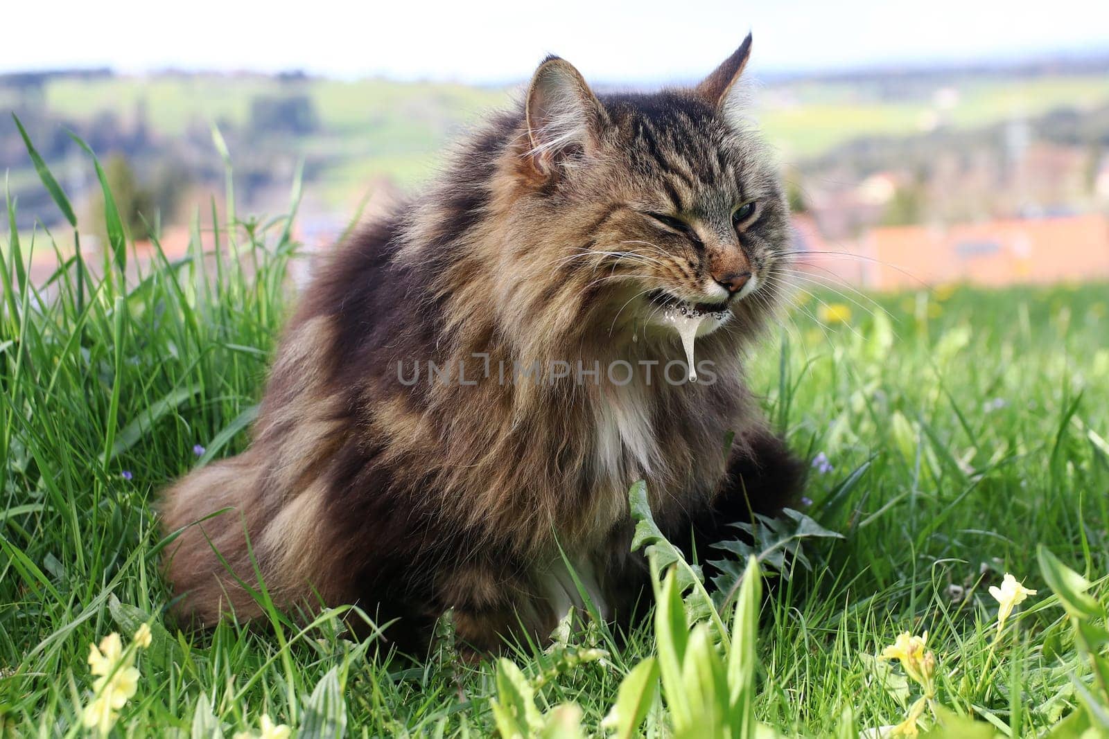 A Norwegian Forest Cat has to vomit with mucus after eating grass