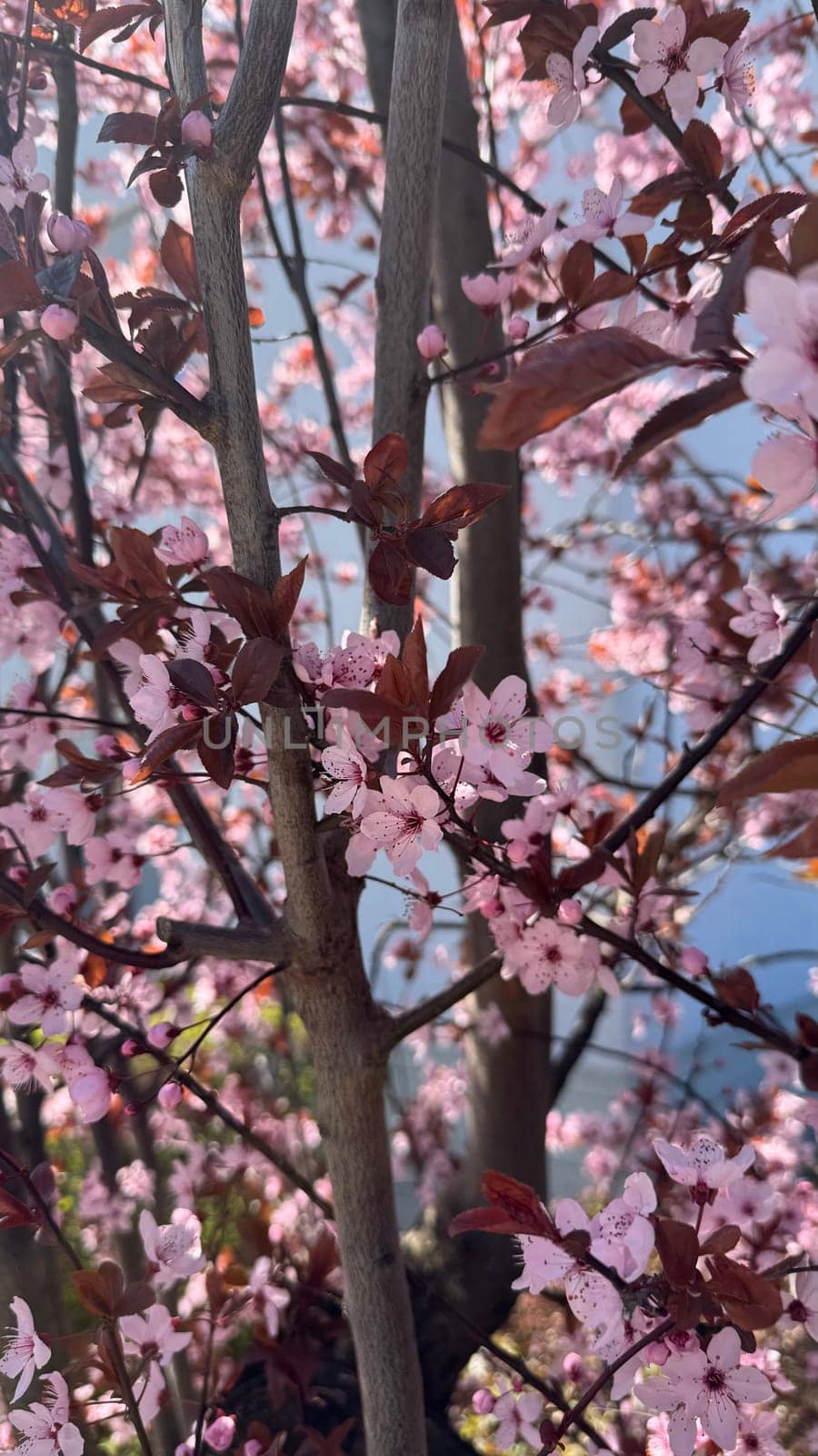 Close Up of Pink Cherry Blossom Branches With Sunlight. Vivid portrayal of blooming pink cherry blossoms on branches basking in sunlight, symbolizing renewal and tranquility in nature during springtime