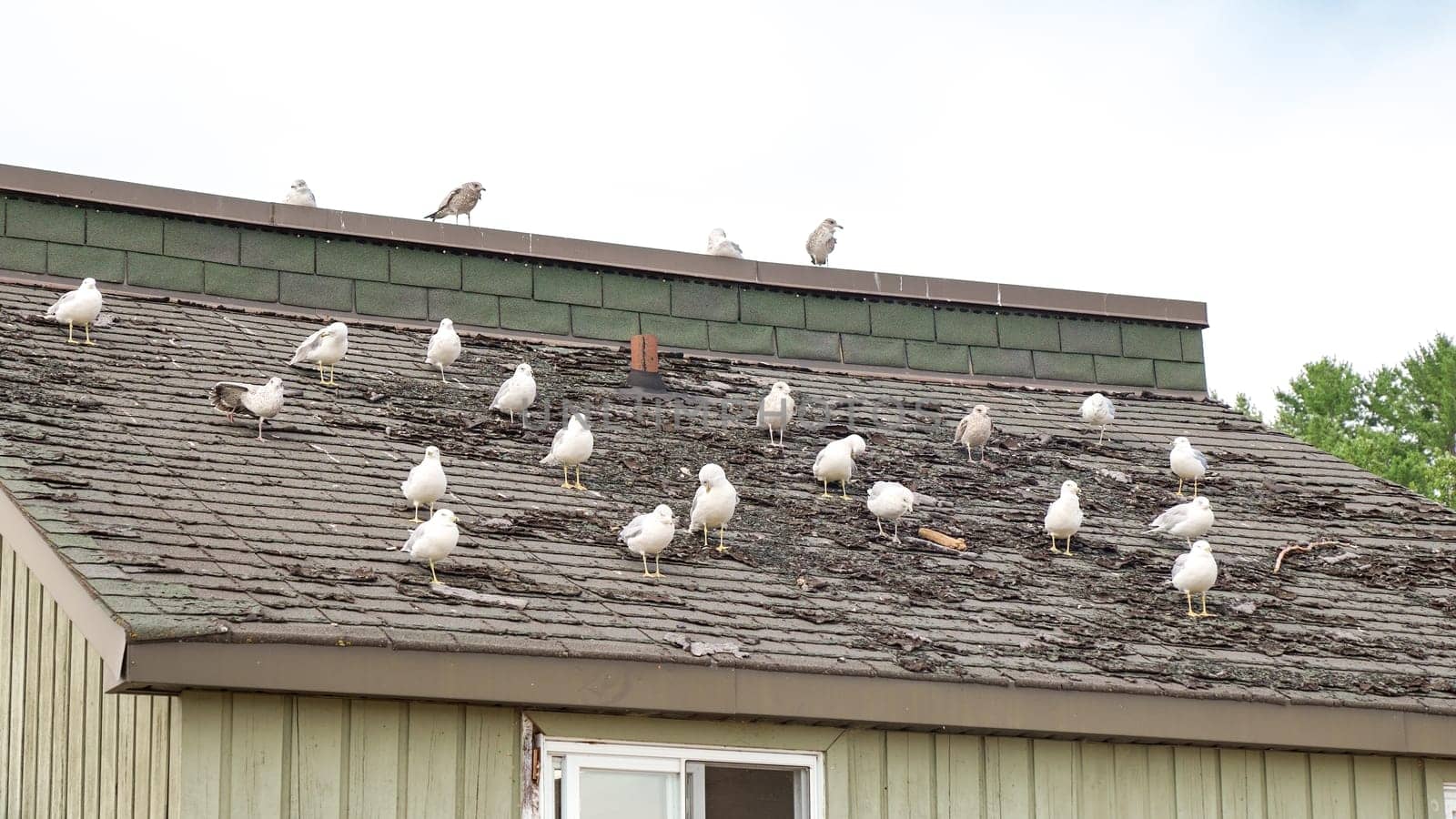 A group of seagulls are standing on a rooftop. The seagulls are all different sizes and colors. Some of the seagulls are looking at the camera, while others are looking away.