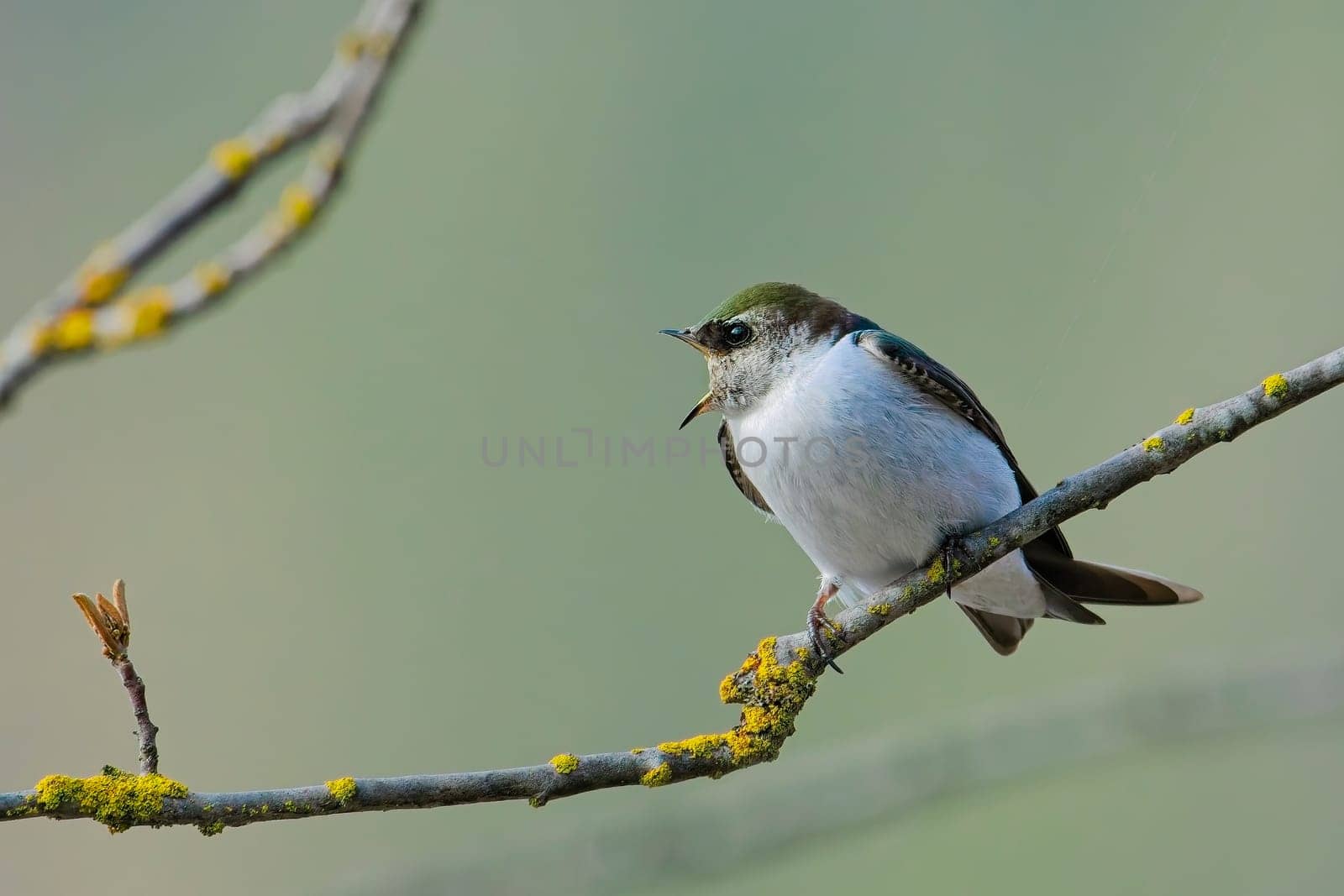 A cute violet green swallow lets out a chirp while perched on a branch in north Idaho.