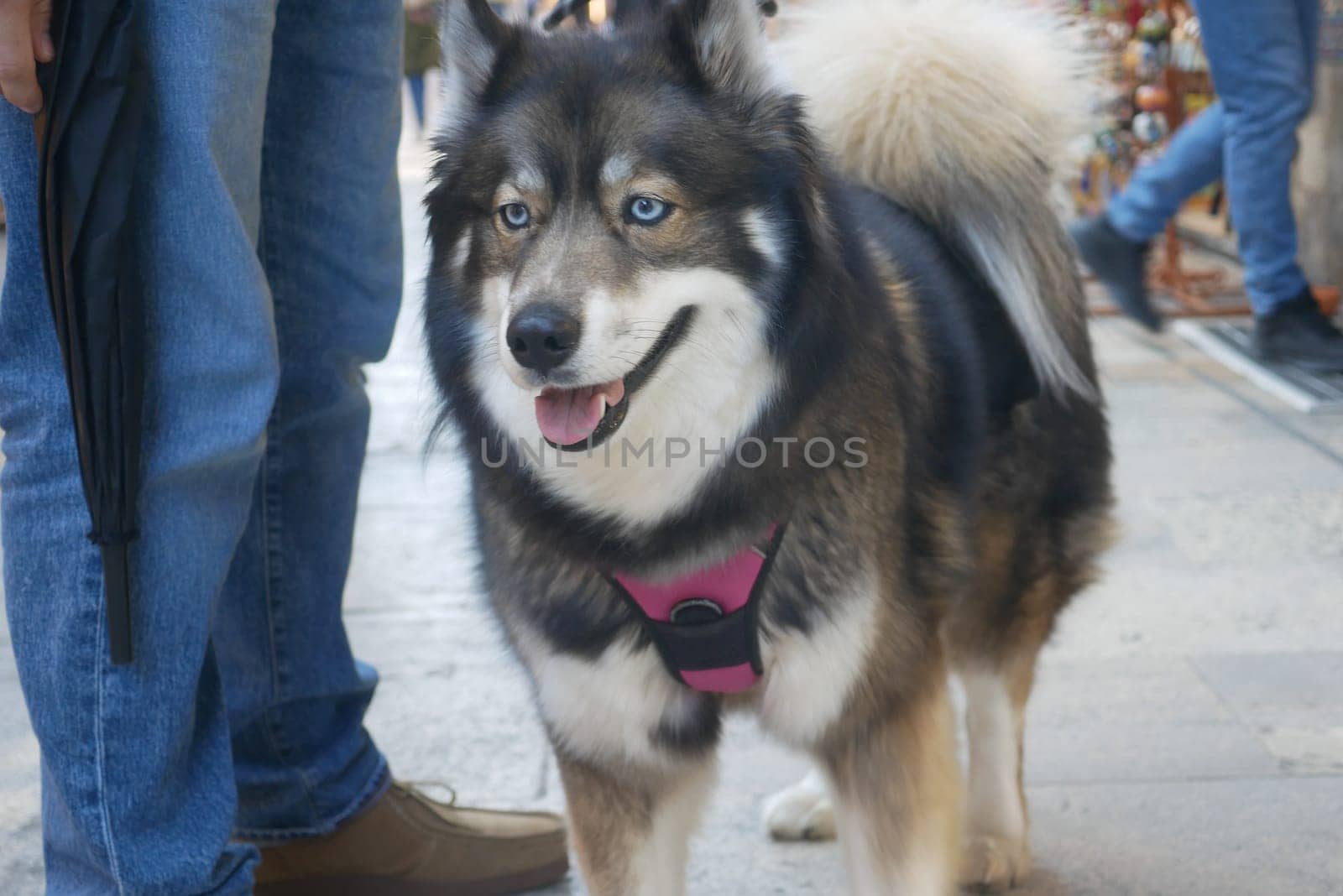 A playful dog stands beside a person in a lively outdoor market.