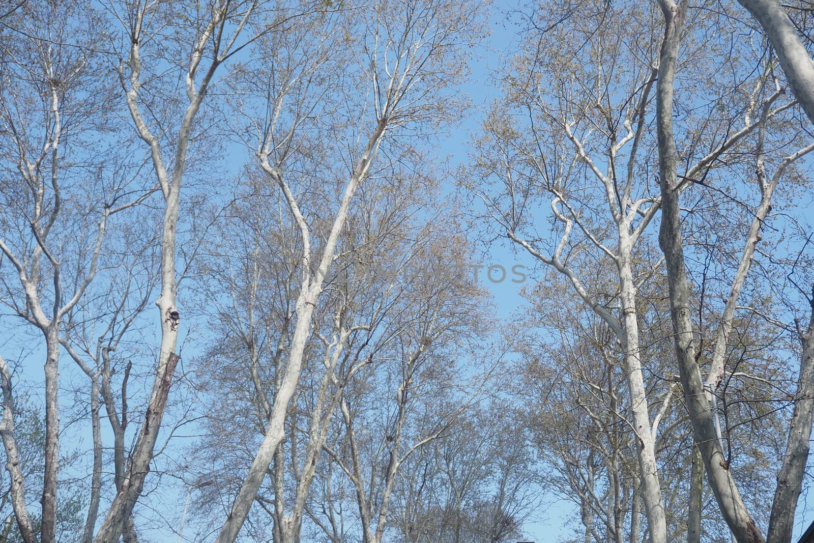 Branches of tall trees reach upward under a clear blue sky.