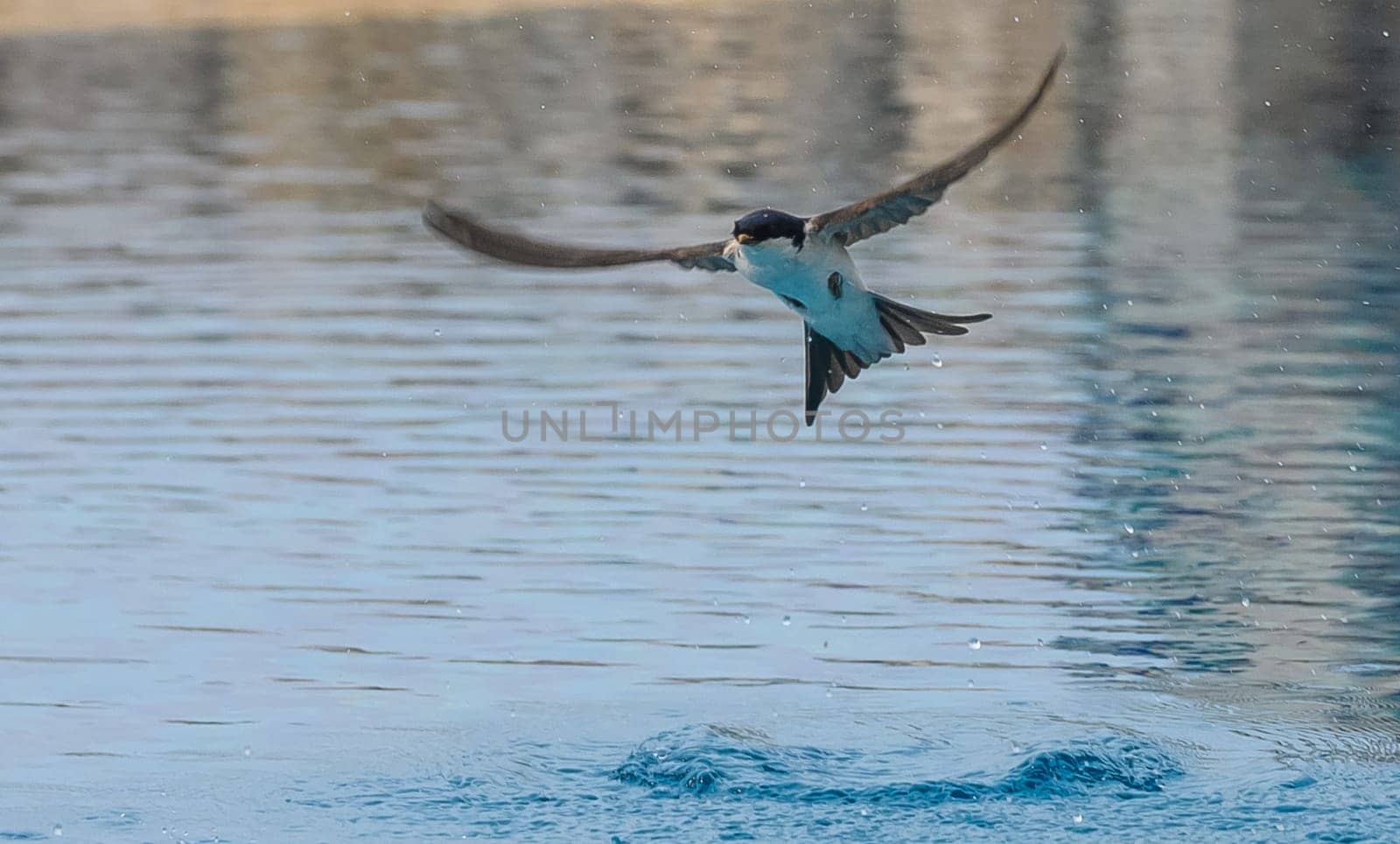 A swallow glides effortlessly above the shimmering blue waters, its wings spread wide, creating ripples in the serene surface. Morning light enhances the tranquil atmosphere.