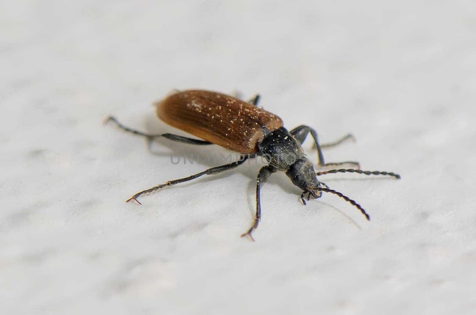 This close-up captures the distinct beauty of a beetle, highlighting its unique coloration and texture. Set against a light background, the details reveal the wonders of nature.