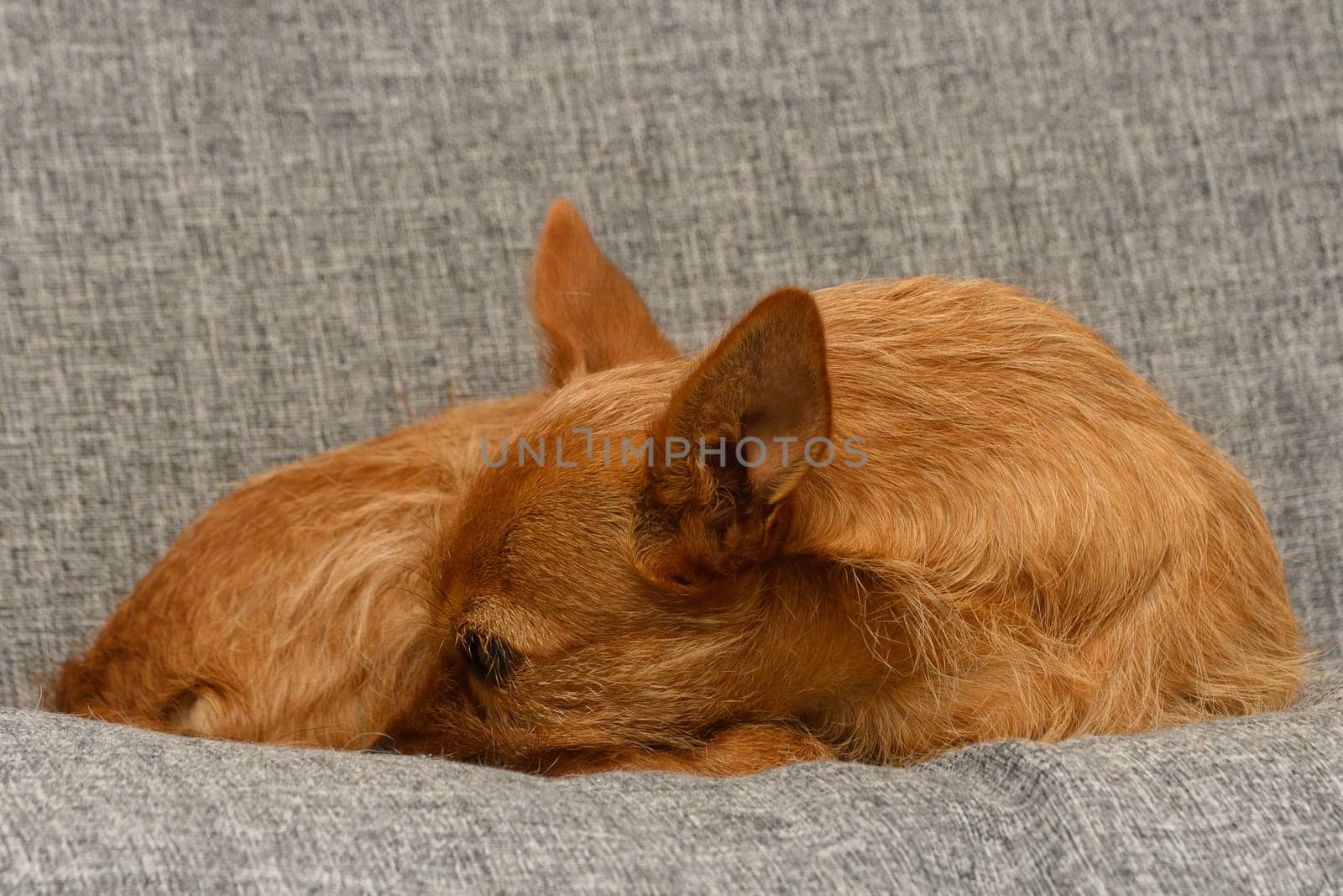 A small, fluffy puppy rests peacefully, nestled against a soft gray blanket. Its fur glows softly in the light, evoking a sense of warmth and comfort during a serene indoor afternoon.