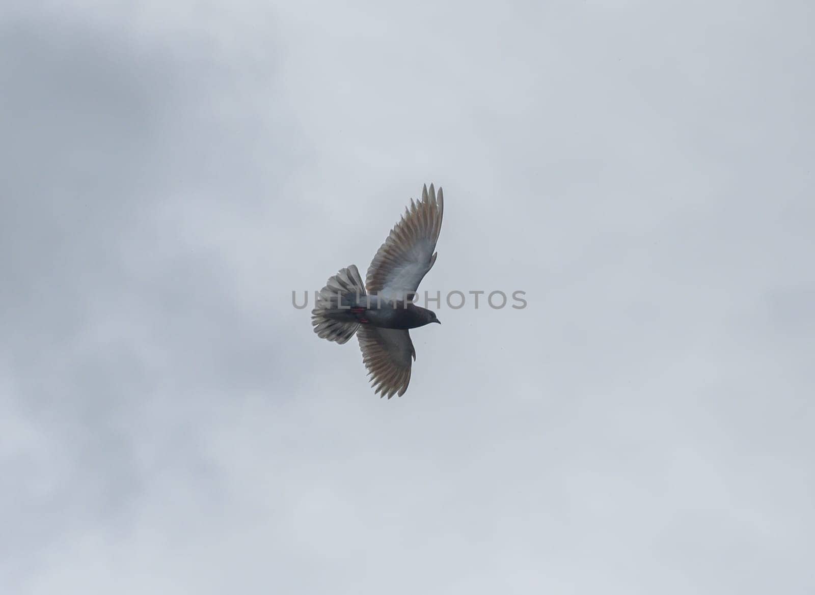 A graceful bird glides effortlessly against the backdrop of a softly overcast sky at dawn. Its wings stretch wide as it navigates the crisp morning air, symbolizing freedom.