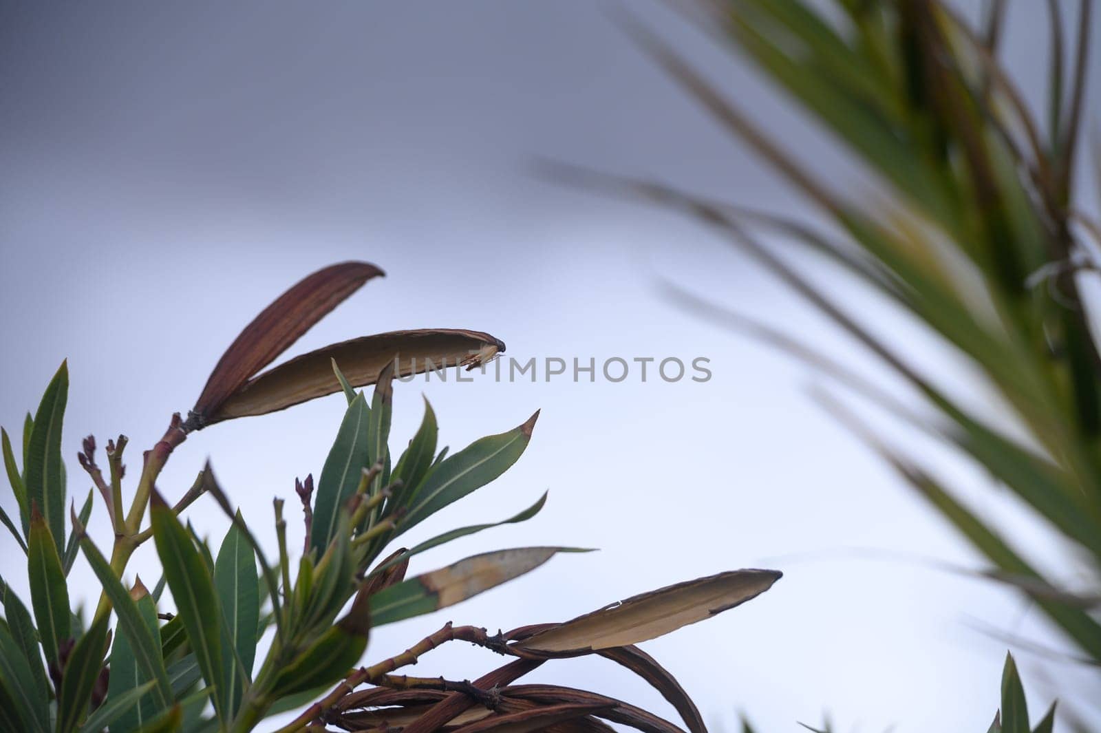 Leaves rustle softly in the evening breeze, their colors shifting as clouds gather overhead. A tranquil moment in nature reveals the beauty of life on a quiet afternoon.