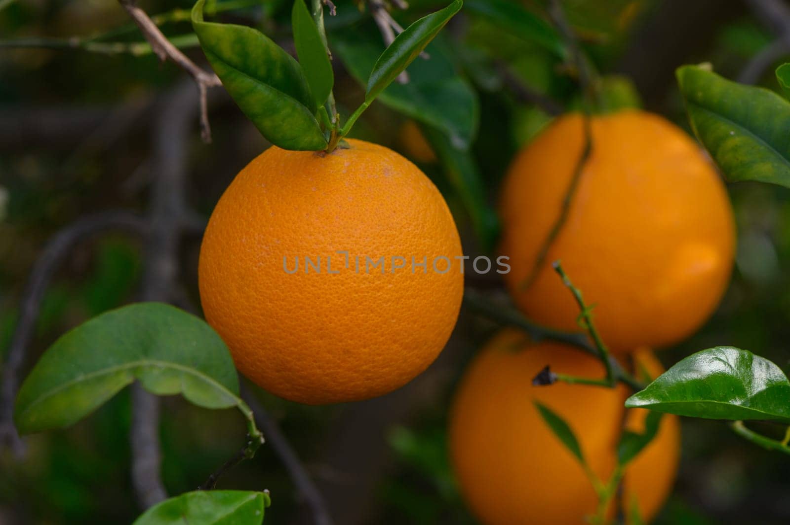 Bright oranges dangle from a lush green tree, their vibrant color contrasting beautifully against the foliage, capturing the essence of a sunny day in a tranquil garden.