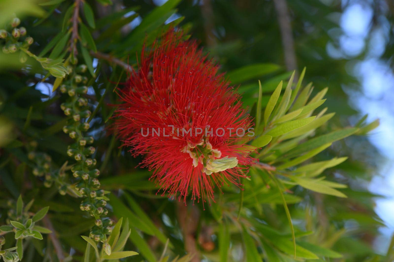 A striking red flower, resembling a brush, stands out among vibrant green leaves in a peaceful garden, capturing the essence of summer's beauty and warmth.
