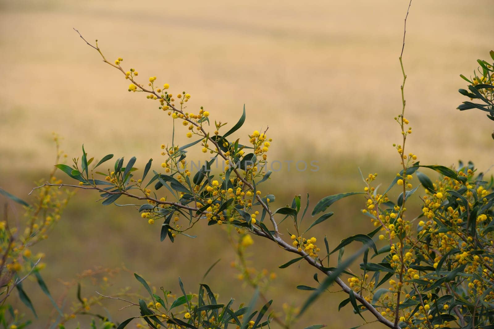 Yellow blossoms cluster among verdant leaves, capturing the essence of nature's beauty. The golden background hints at a vast field bathed in soft afternoon light, evoking tranquility.