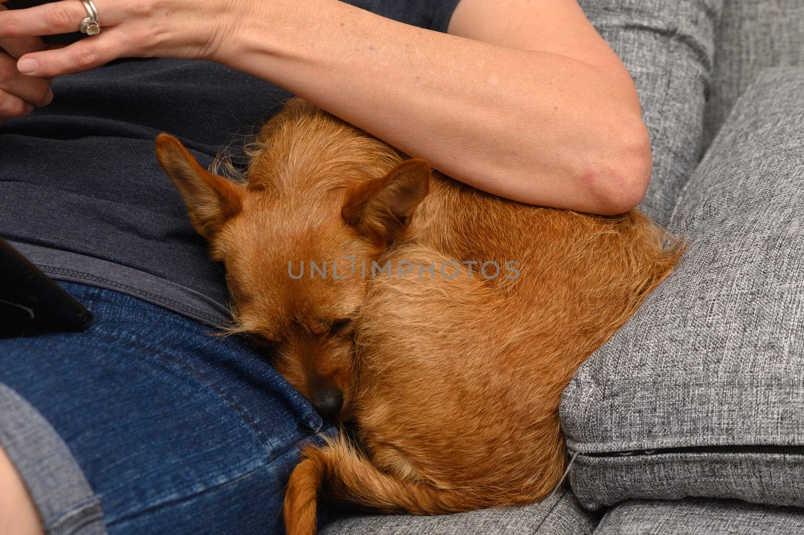 A small brown dog rests peacefully on the lap of its owner, who is seated on a grey couch. Soft light fills the cozy living room, enhancing the warmth of the moment.