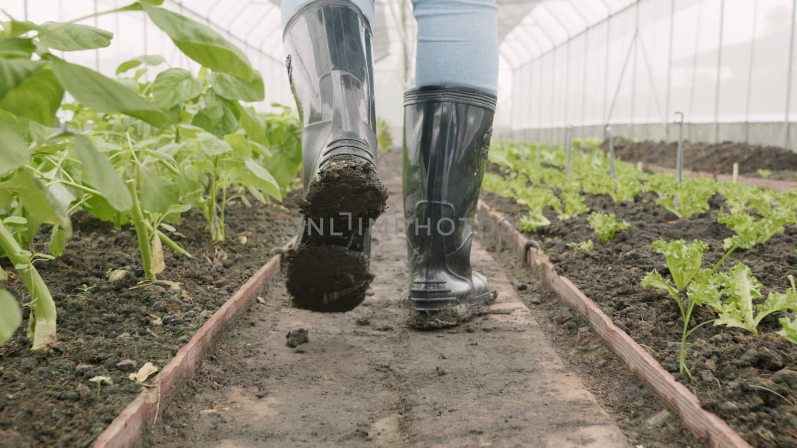 Close up of back muddy gumboots of farmer walking along at vegetables farm after heavy rain, Dirty farmer's rubber boots