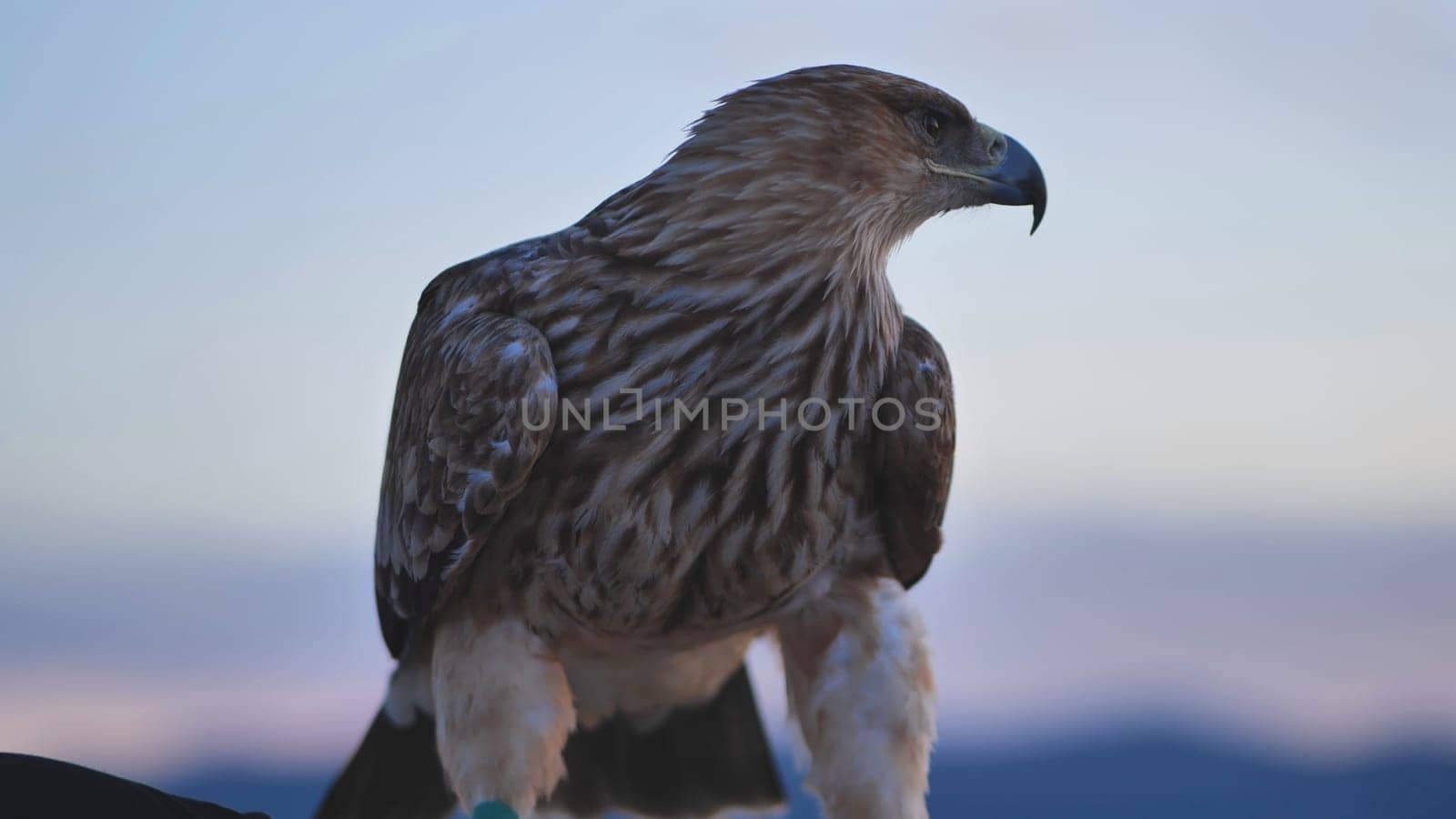 Majestic imperial eagle perched on falconer's glove, against a blurred Crimean landscape during a captivating bird training session
