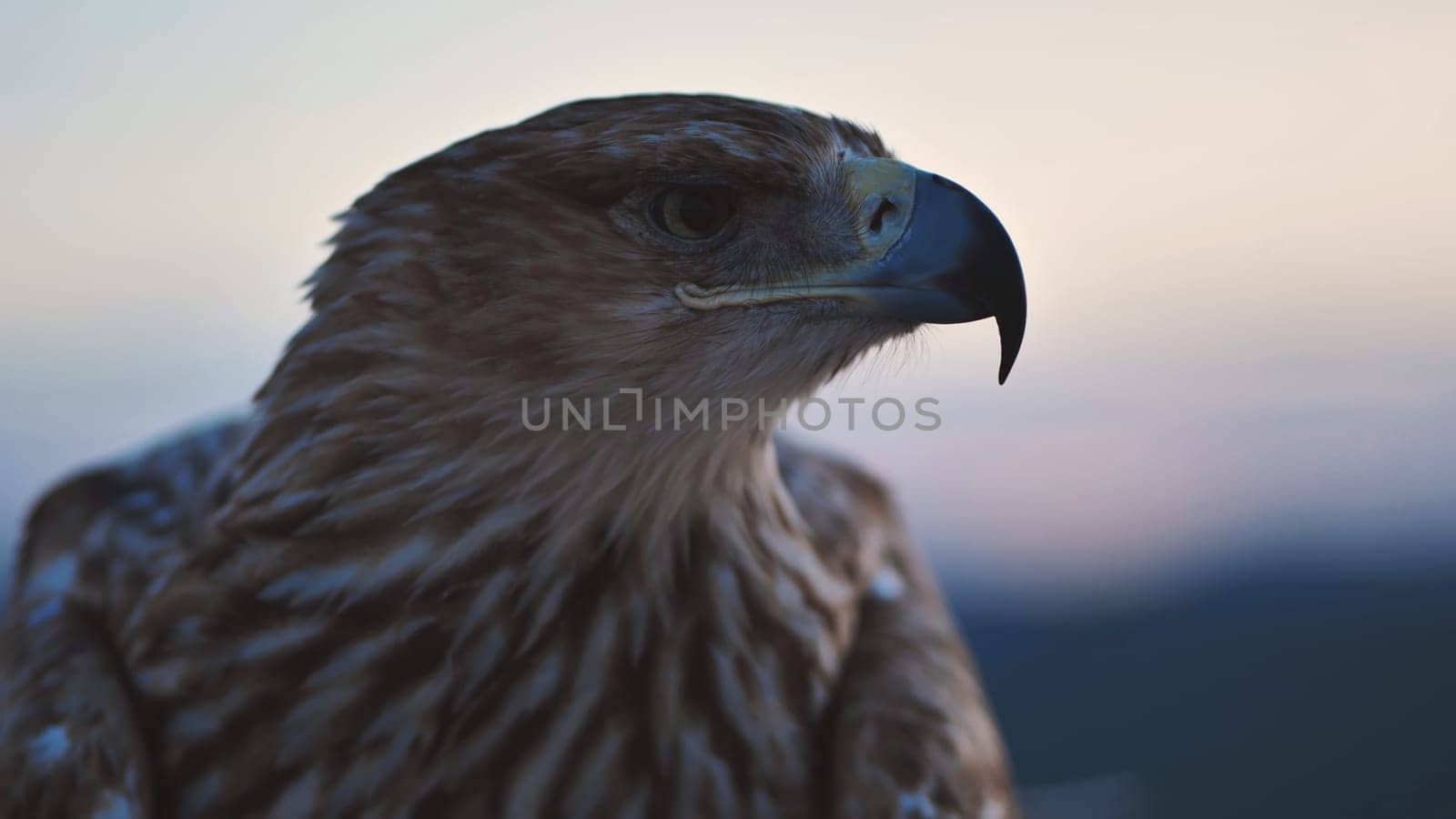 Close-up of an imperial eagle observing Crimean peninsula at sunset
