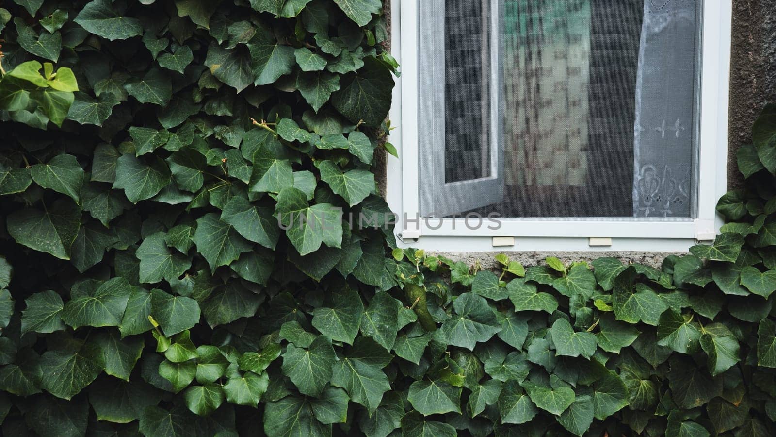 Verdant ivy climbing weathered building wall, partially hiding open window, revealing peaceful seaside scene along black sea coastline in crimea