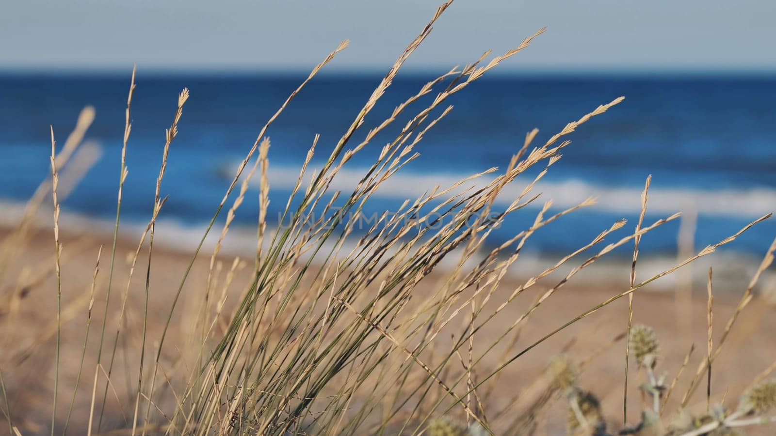 Close up of dry grass swaying in the breeze on a crimean beach, with tranquil blue waters of the black sea in the background
