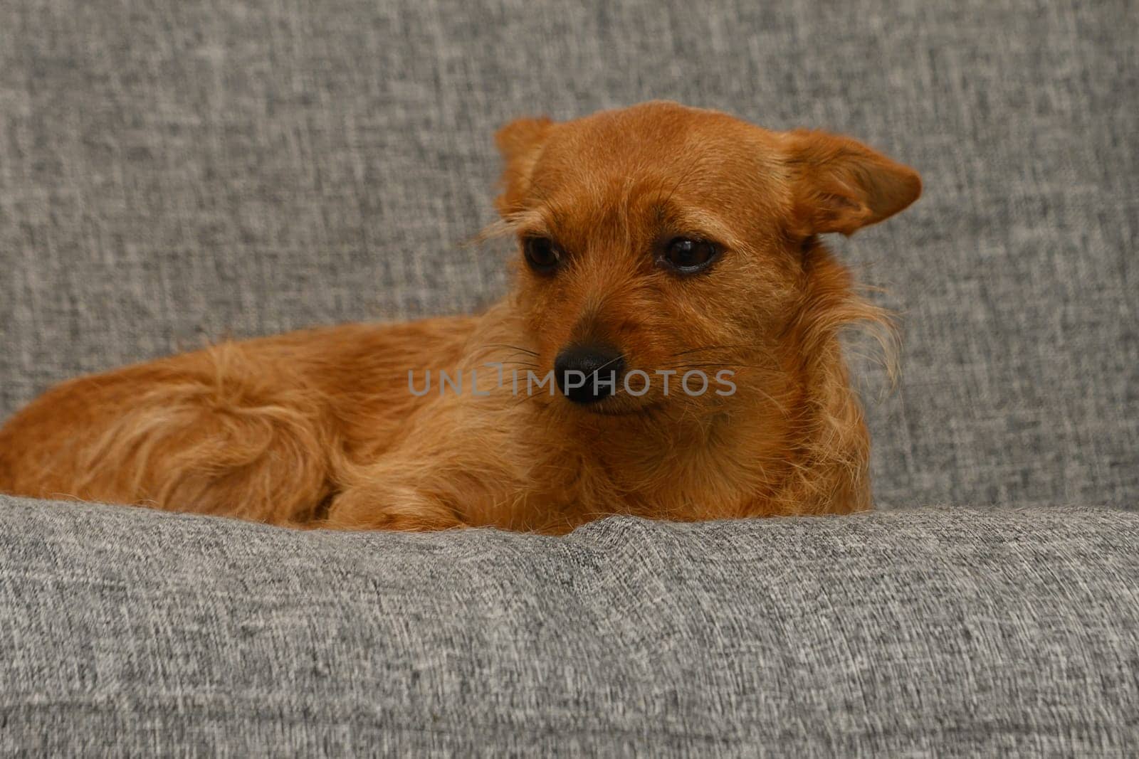 A small, lively dog with a golden coat rests comfortably on a soft gray couch, enjoying a peaceful moment in a cozy living room adorned with warm decor.