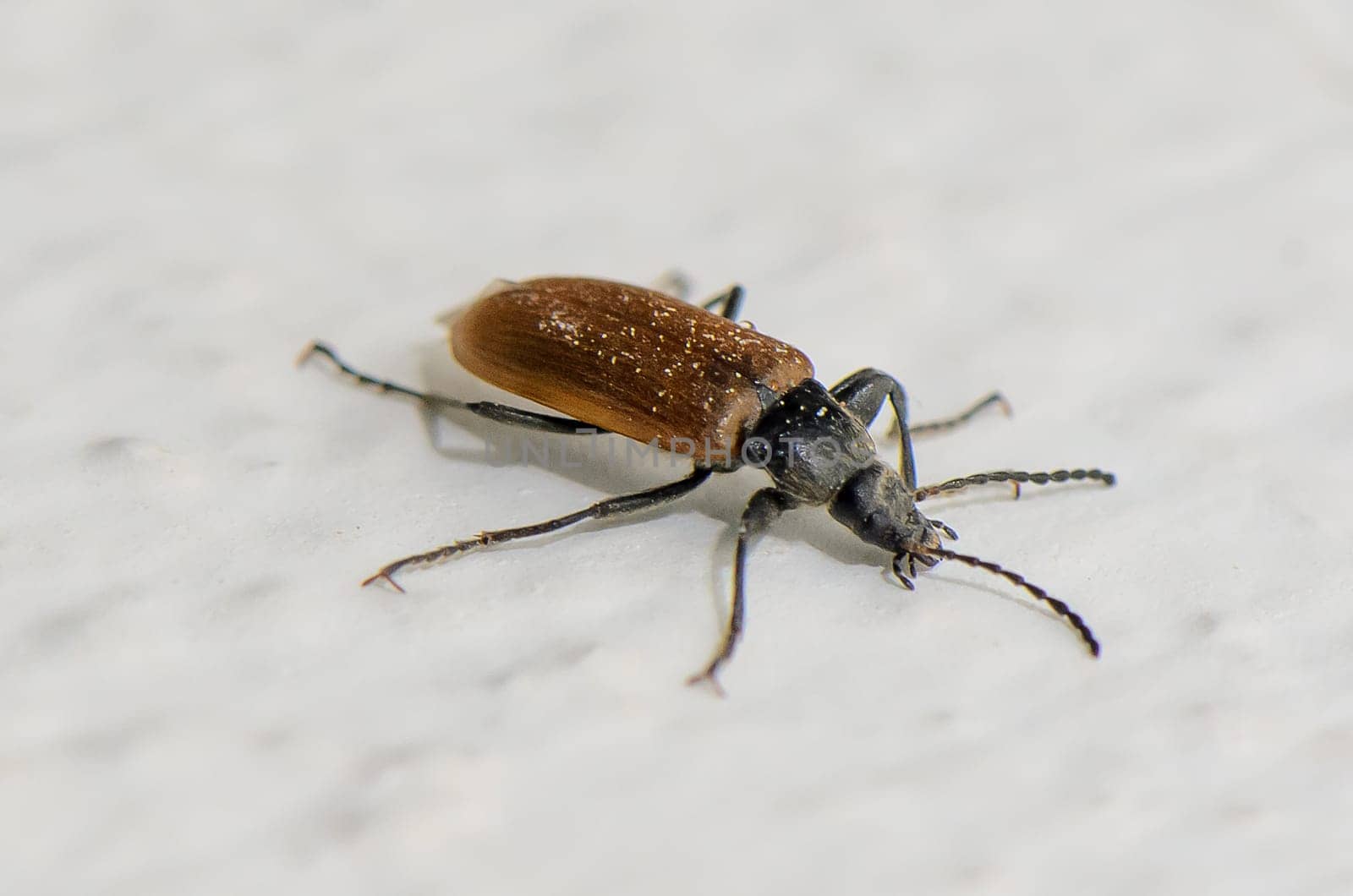 A small beetle with a shiny brown body moves diligently across a smooth white surface, embodying the beauty of nature's detail in an indoor environment under soft lighting.