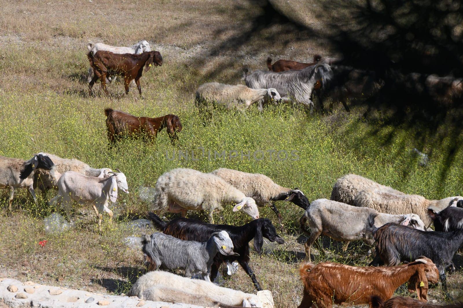 A diverse group of goats explores a lush green meadow dotted with wildflowers as the sun shines brightly, creating a serene atmosphere. They move freely, enjoying the day.