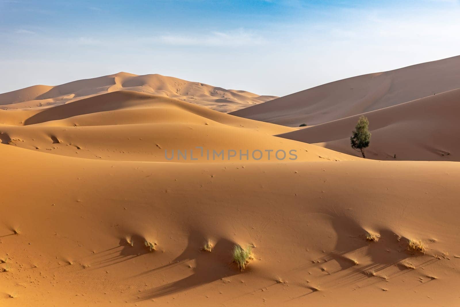 Sand dunes with with clumps of green grass and a tree. Western Sahara. Morocco. Horizontal.