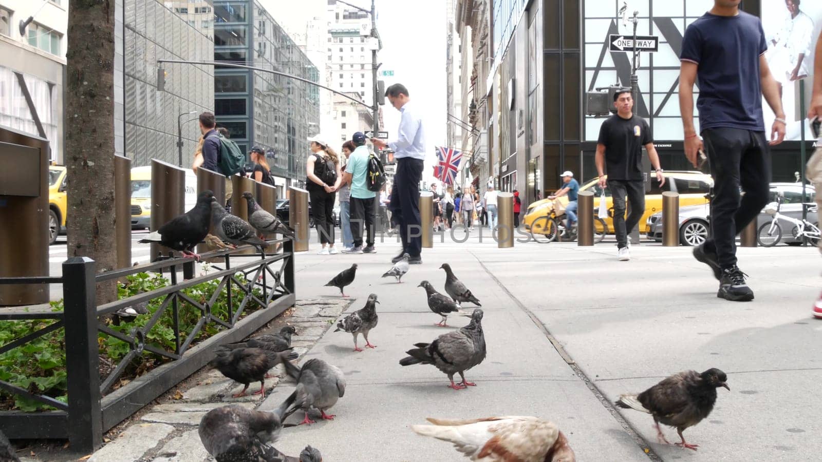 New York City, United States - 11 Sept 2023: Manhattan Midtown street, Fifth 5 avenue. American urban road car traffic, Yellow taxi, USA. Saint Patricks Cathedral. People, pigeon birds. Armani store.