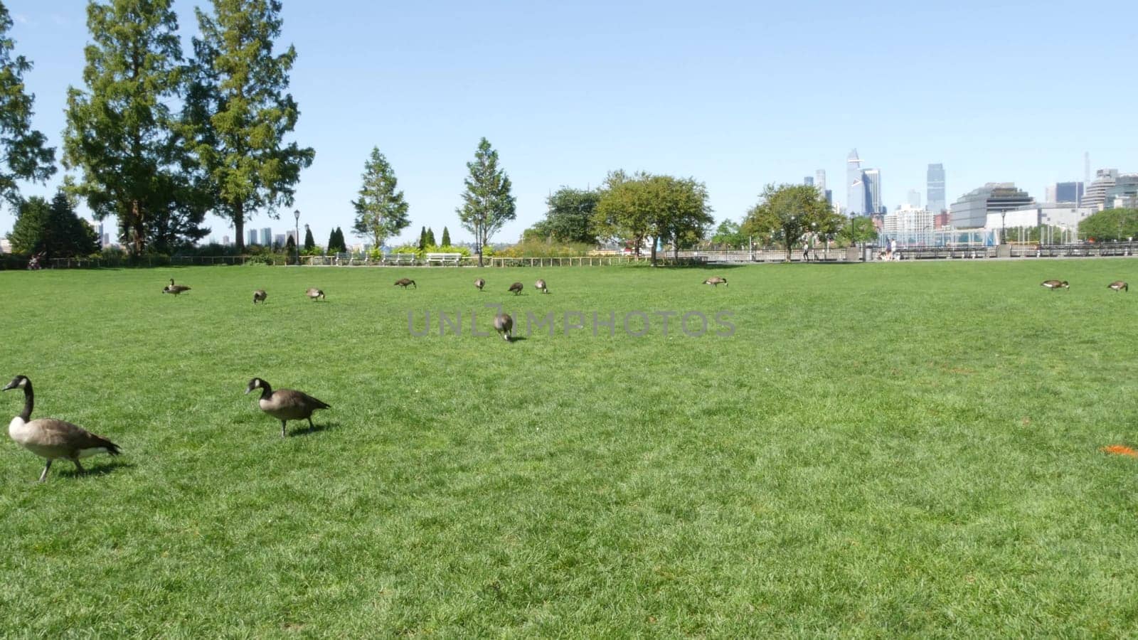 New York City, United States - 31 Aug 2023: Waterfront, Manhattan skyline, Downtown Rockefeller Park. Hudson Yards riverfront skyscrapers, waterside cityscape. Wild goose migration, birds, grass lawn.