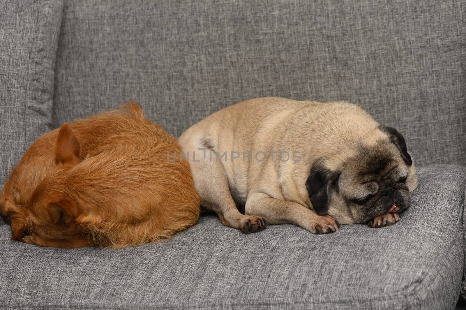 Two adorable dogs, a pug and a scruffy breed, are curled up together on a gray couch, enjoying a serene nap in the cozy warmth of a home, embodying comfort and companionship.