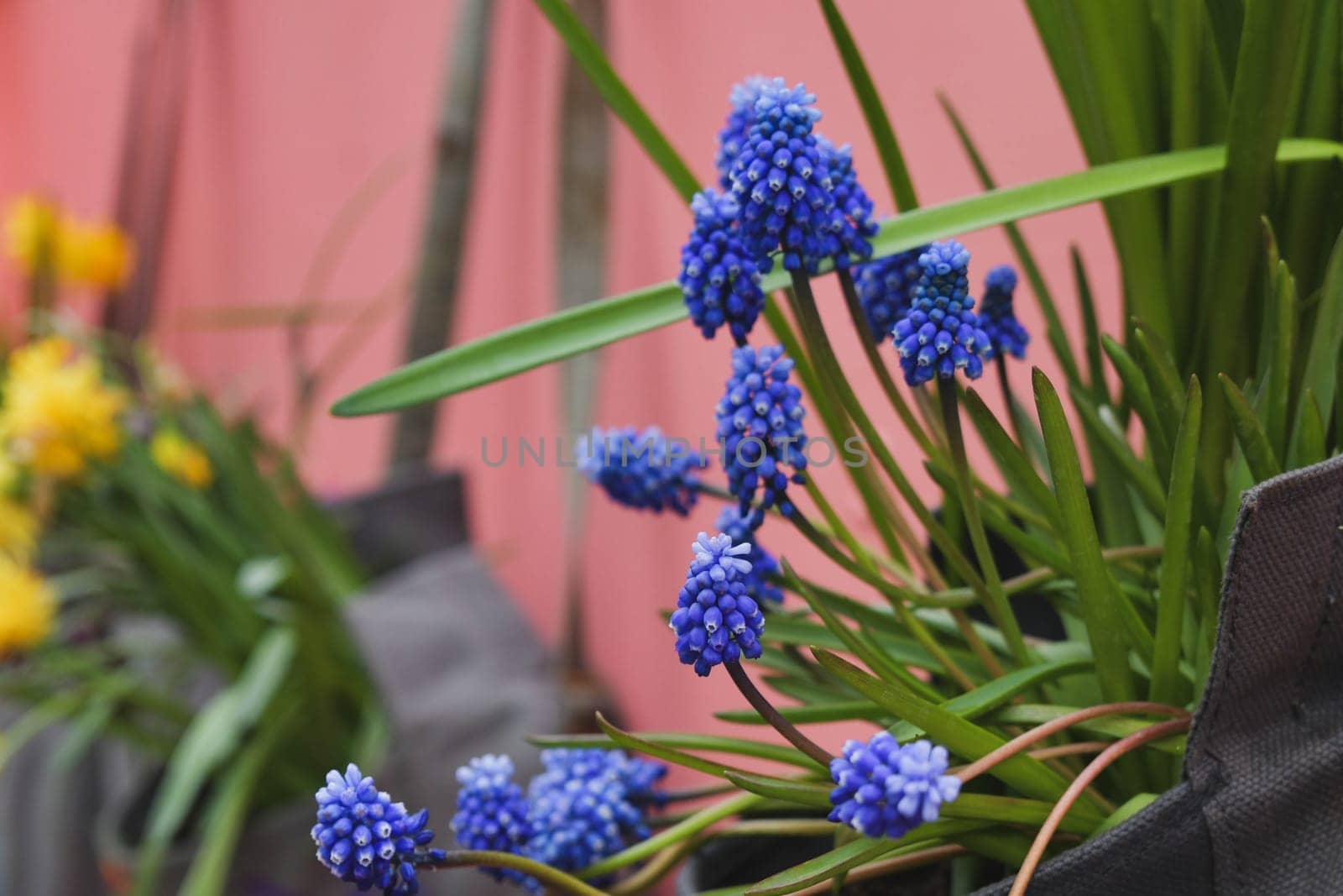 Muscari hang on the wall in a vintage bag