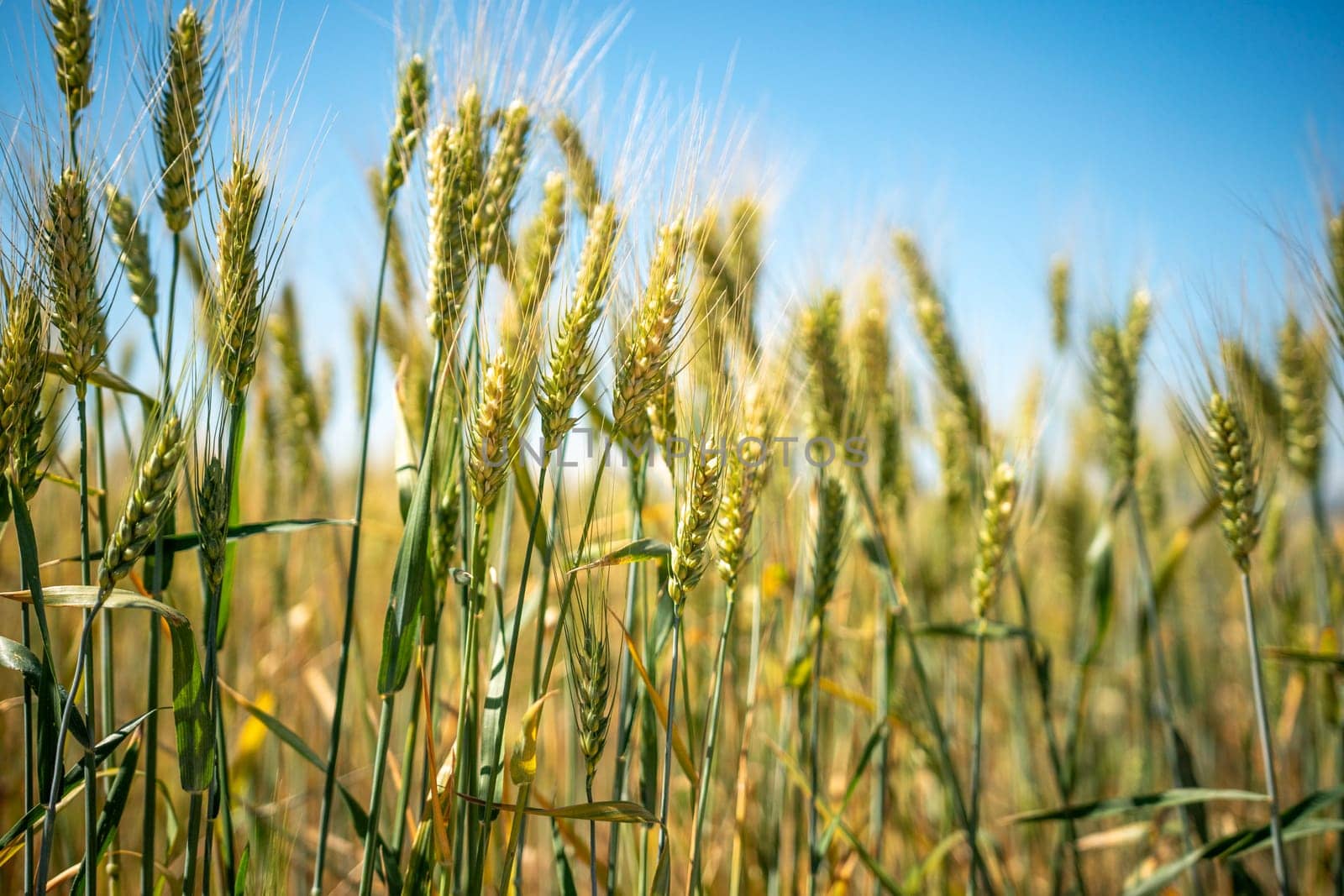 A field of wheat is shown in full bloom, with the sun shining brightly overhead. The golden stalks of the wheat are tall and swaying in the breeze, creating a peaceful and serene atmosphere