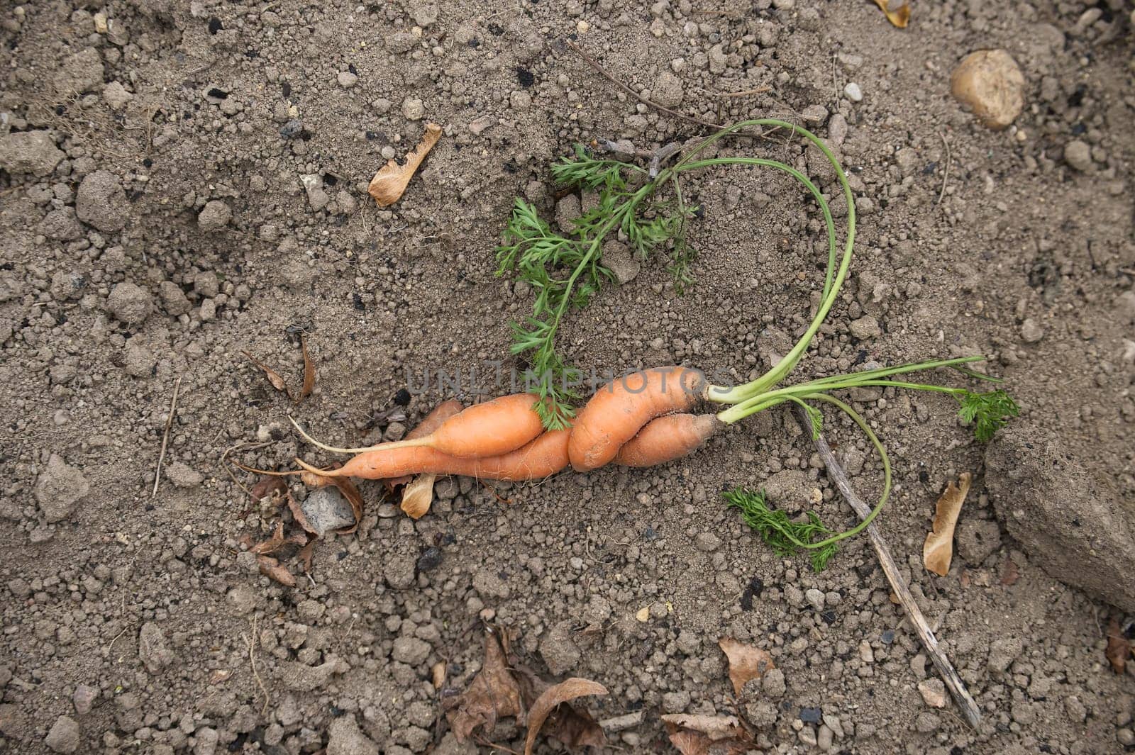 Organic unique twisted carrot with green tops freshly picked from the garden laying in brown soil. Captures the essence of natural farming and sustainable agriculture.