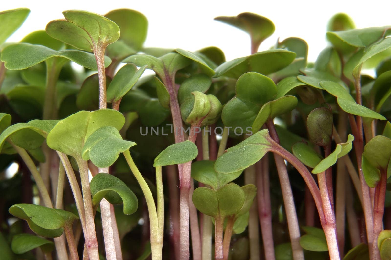 Close up of fresh radish microgreens, showcasing their vibrant green leaves and delicate stems. Perfect for healthy salads, garnishes, and adding a nutritious touch to meals