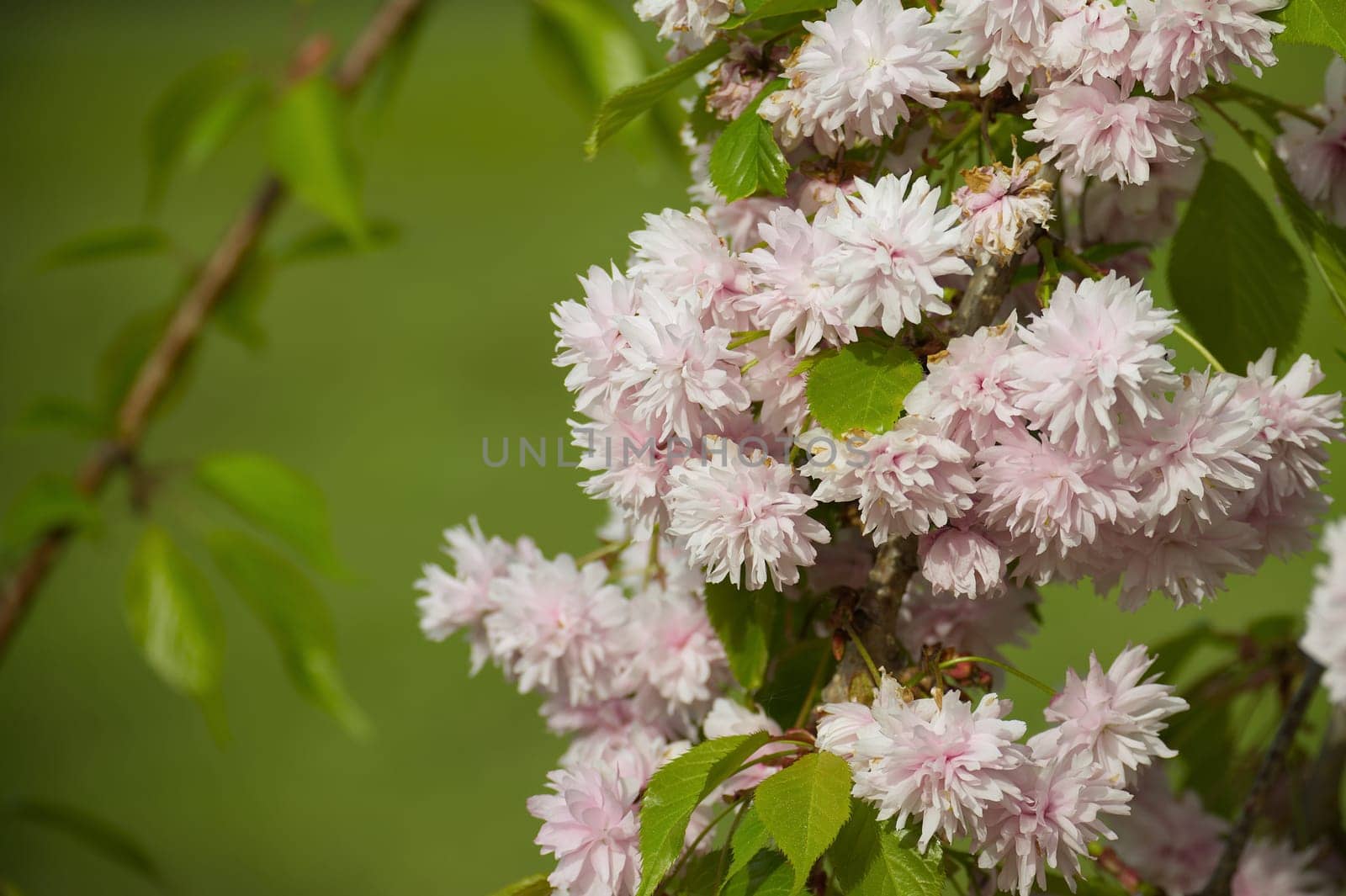 Delicate pink cherry blossom flowers in full bloom adorn a branch, set against a lush green background, evoking the serene ambiance of spring and nature's beauty.