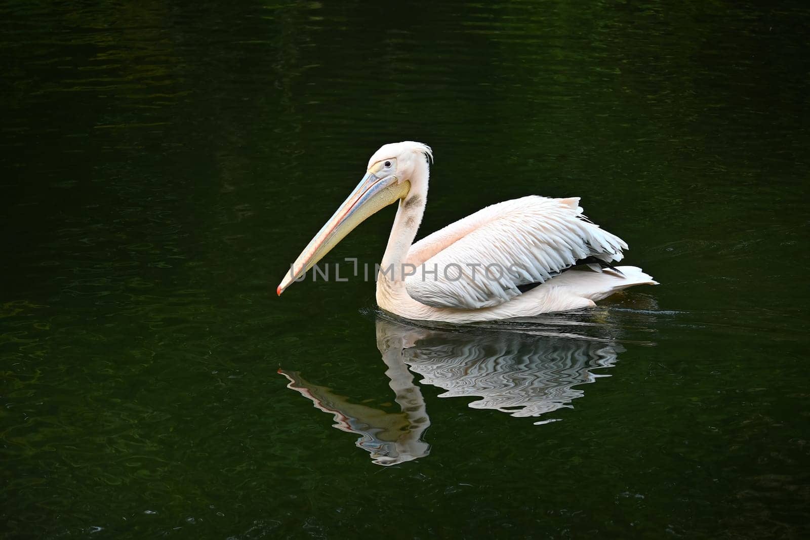 A serene white pelican elegantly floats on calm, dark green water, reflecting peaceful nature. Captures the essence of calmness and natural beauty in a wildlife setting