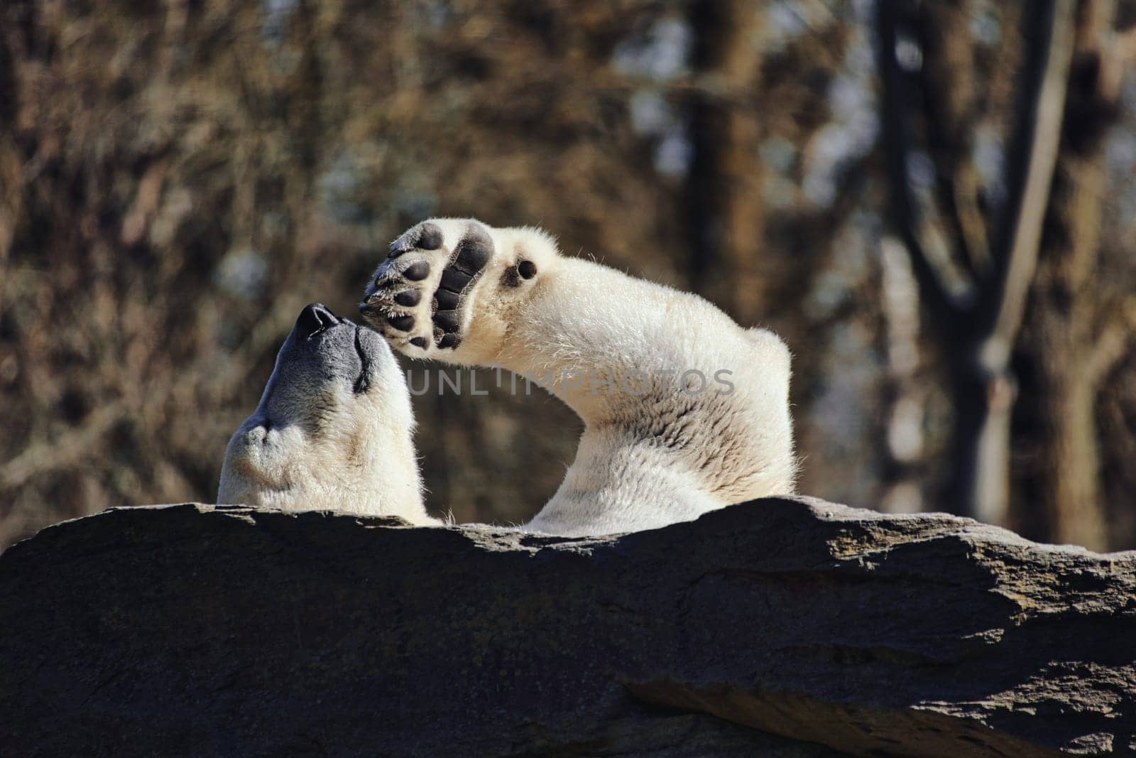 A relaxed polar bear lies on a rock, raising a paw in the air, surrounded by a natural background with blurred trees. Perfect for animal and nature themes.