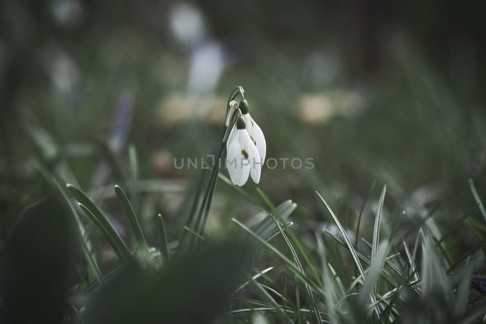 Gentle snowdrops bloom among the green grass in spring. Delicate, white flowers symbolize a new beginning and the awakening of nature. Macro photography of flowers.