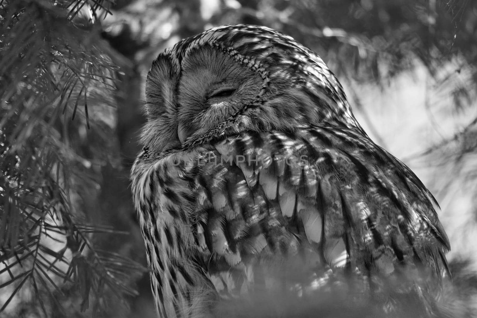 A majestic sleeping eagle owl on a branch, framed by lively greenery. Perfect nature shot for animal lovers and nature scenes.