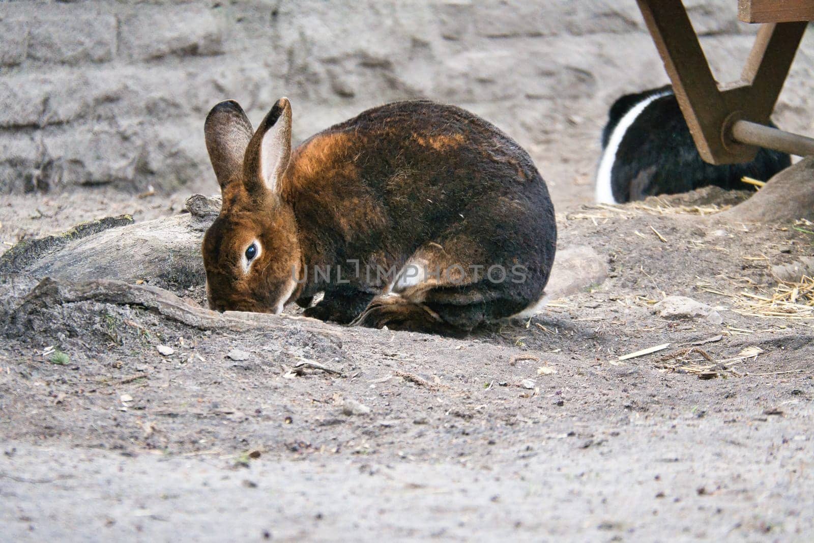 A brown rabbit sits quietly on sandy ground. Its long ears and soft fur make it a charming subject for animal photography