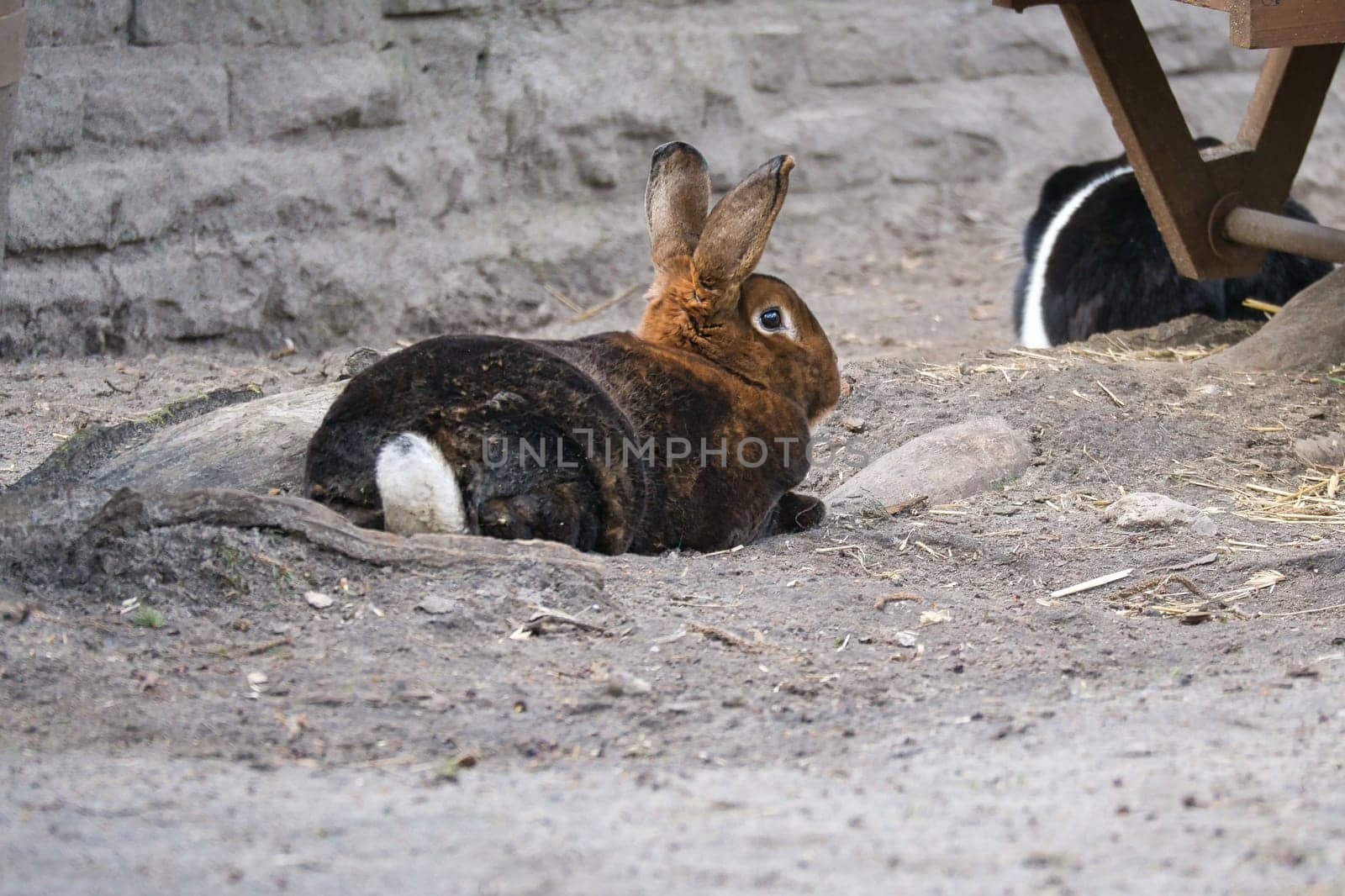 A brown rabbit lies in a hollow in the sandy ground. Its long ears and soft fur make it an attractive subject for animal photography