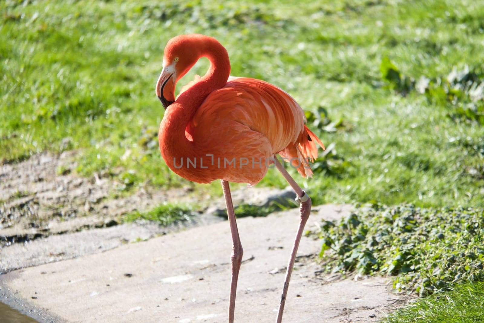 A flamingo stands in front of water, surrounded by green grass. Its bright orange color and graceful legs lend the picture elegance and charisma