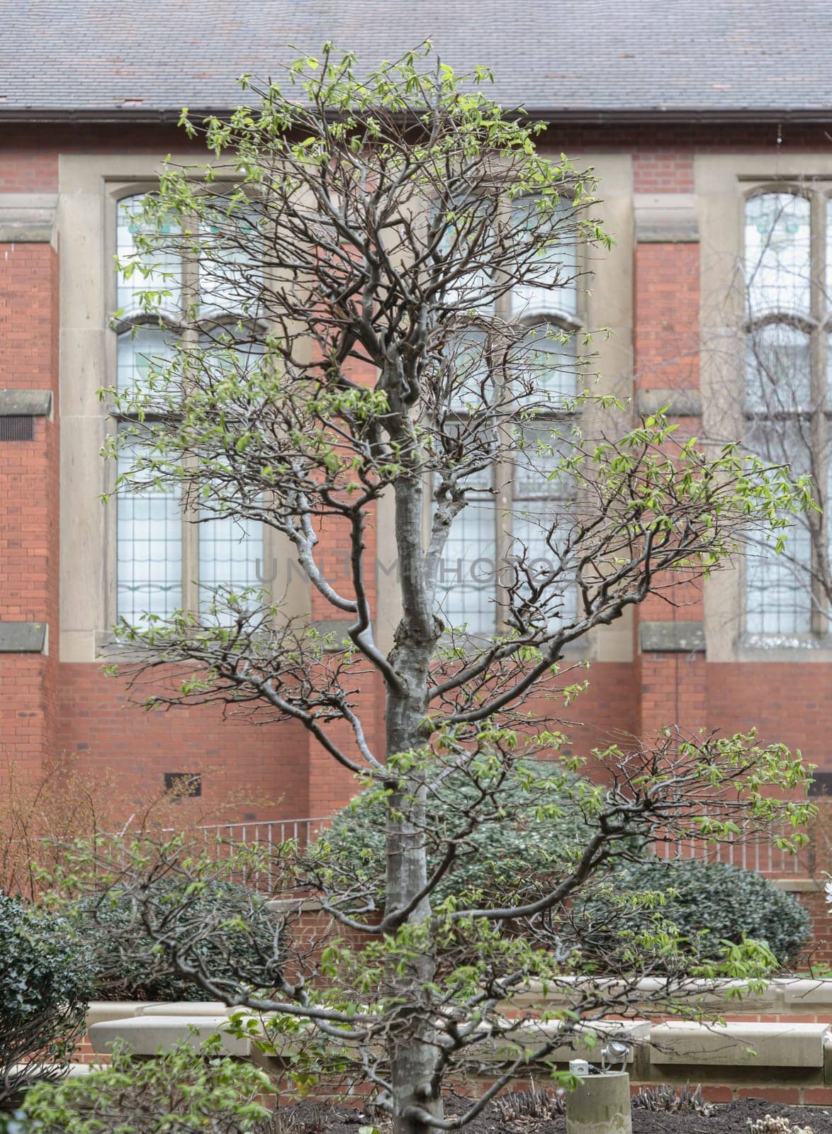 Newcastle, UK - Apr 14, 2025 - View of Carpinus Betulus (Topiary) stands in front of historic building at Newcastle University campus. Majestic tree, use it as your Wallpaper, Poster and Space for text, Selective focus.