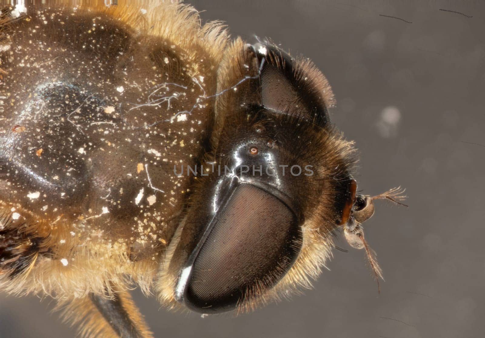 honeybee complex eyes under the microscope