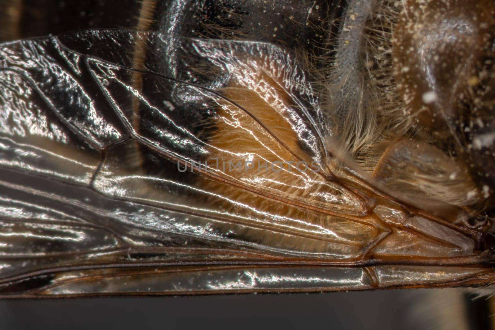 honeybee wing under the microscope