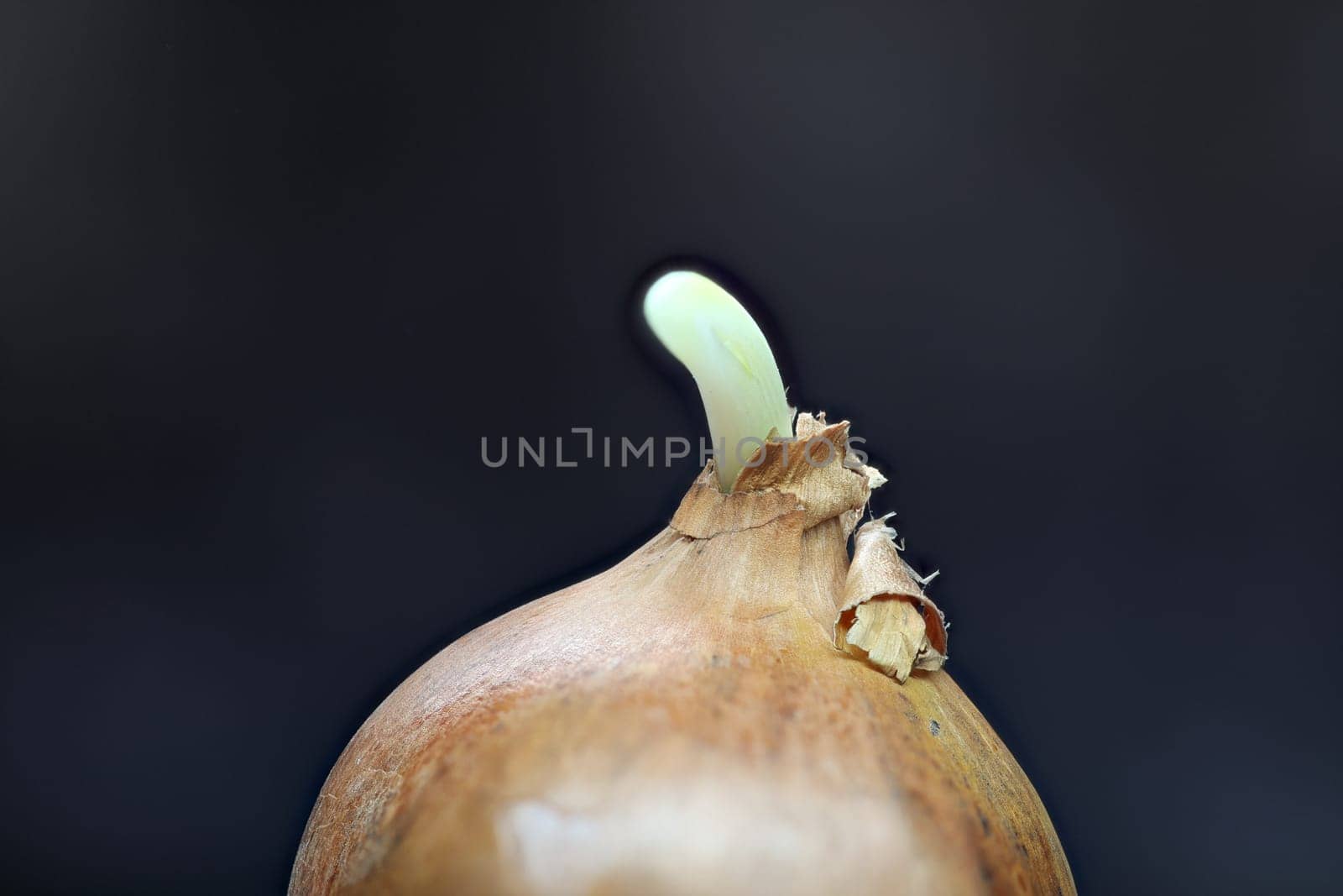 Berminating raw onion with outline in close up