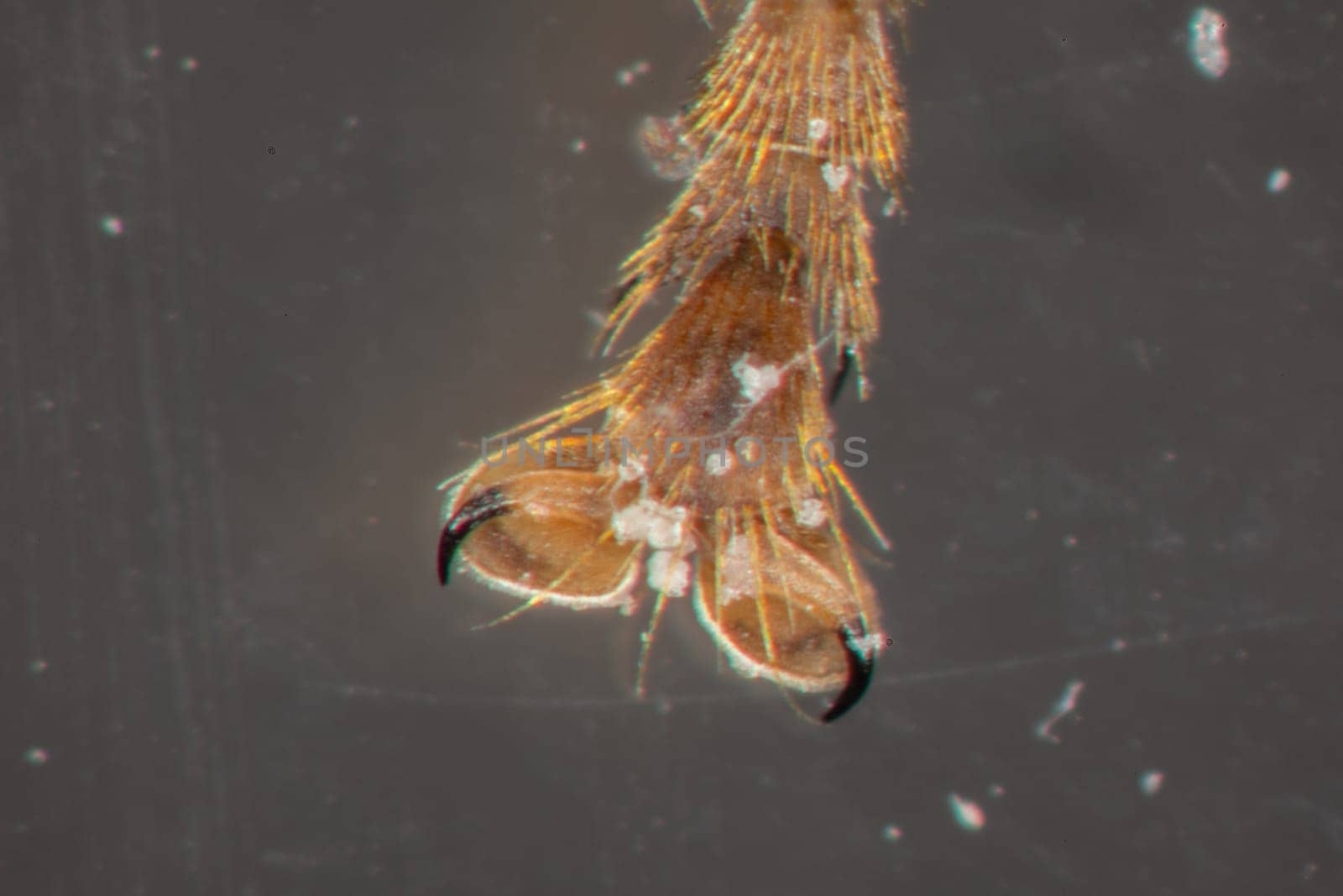 honeybee leg with claw under the microscope