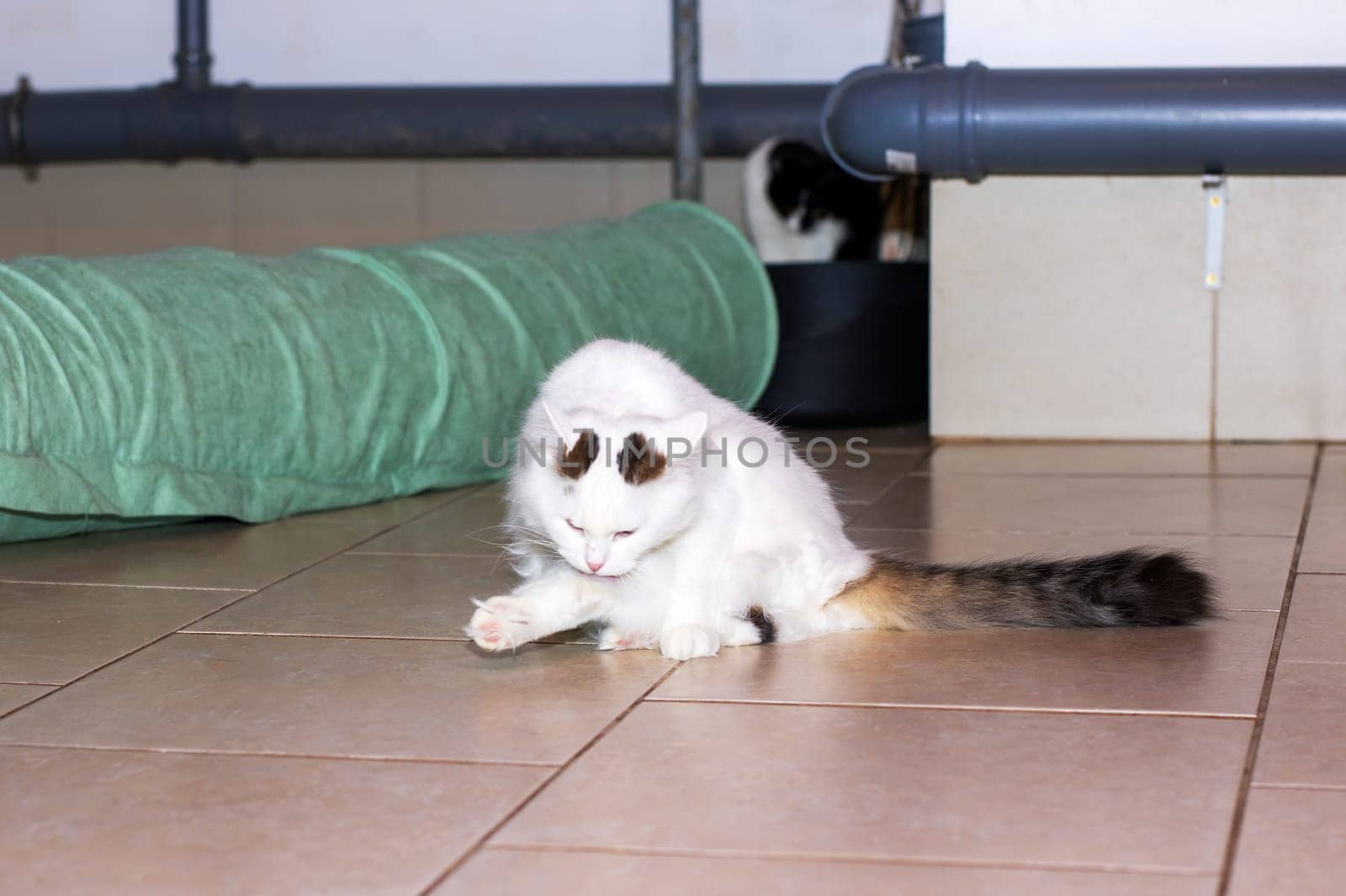 A fluffy white cat is comfortably laying on a cool, tiled floor right next to a bright green cat tunnel, ready to play and explore